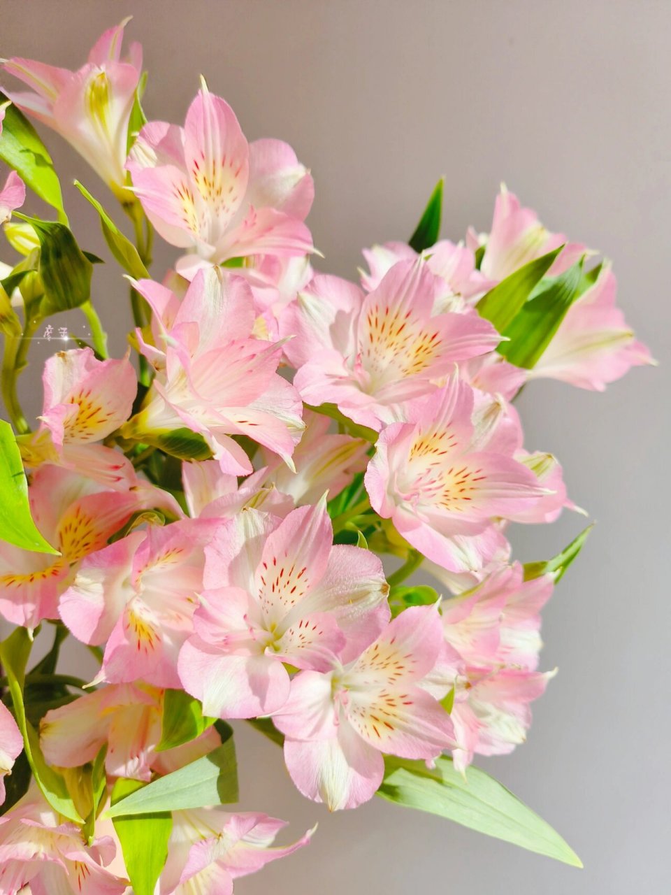 海盛 浅粉色六出花(水仙百合) 六出花 花语 :  喜悦  期待相逢 六出花