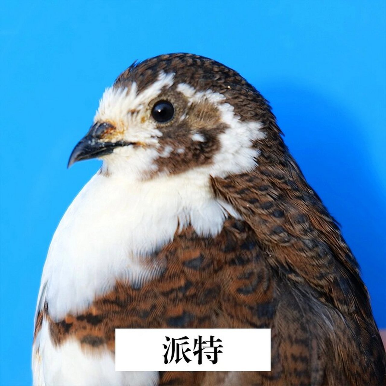 芦丁鸡品种鉴赏大全 芦丁鸡品种鉴赏大全