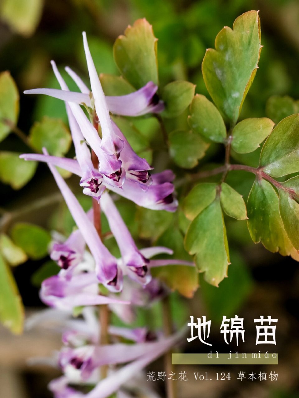 124 地锦苗(珠芽尖距紫堇) .