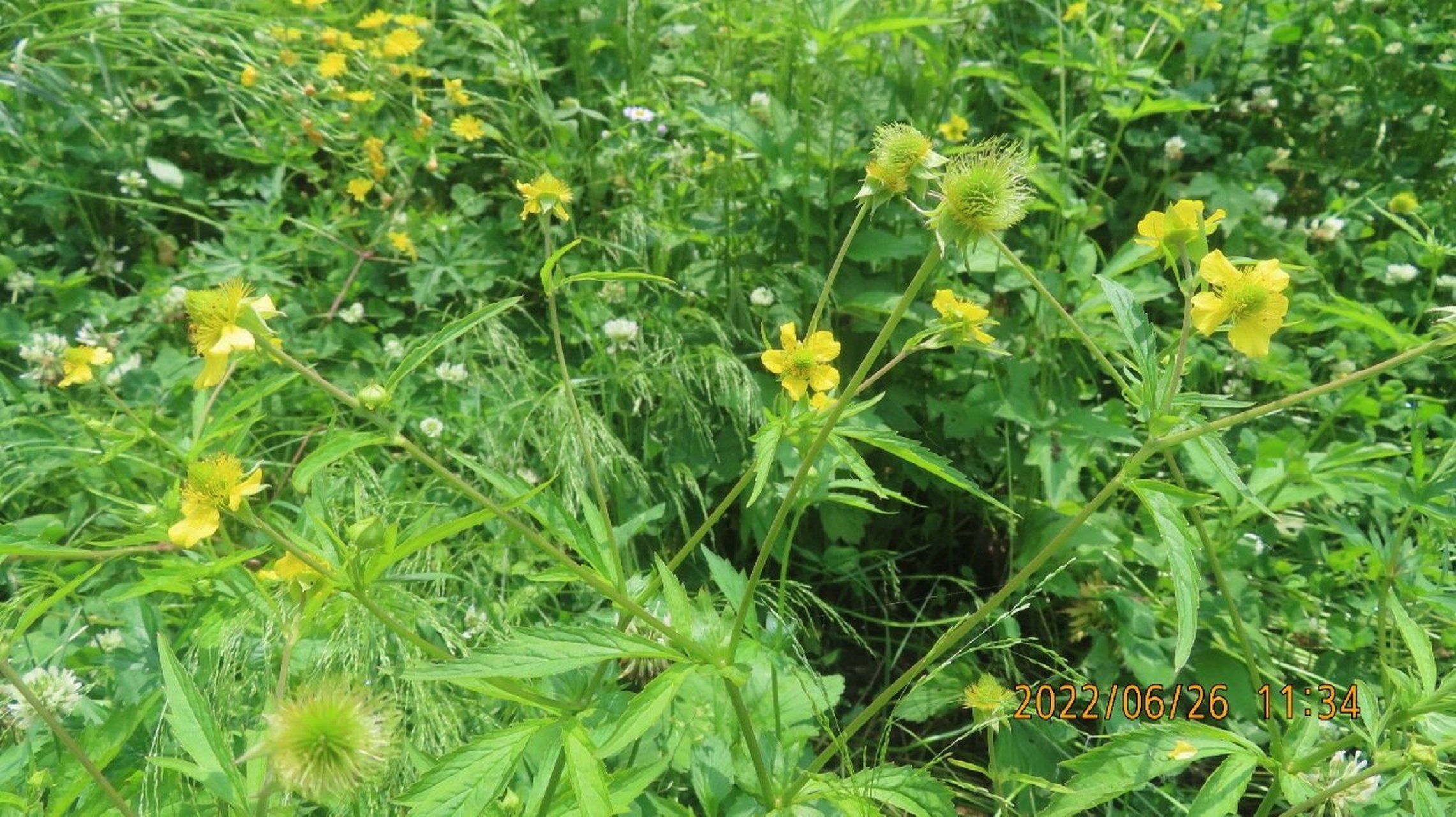 路边青,蔷薇科路边青属多年生草本植物 也叫水杨梅
