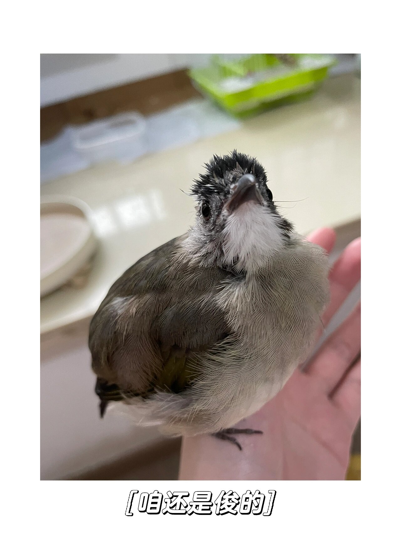 呱呱鸡珍贵临别影像