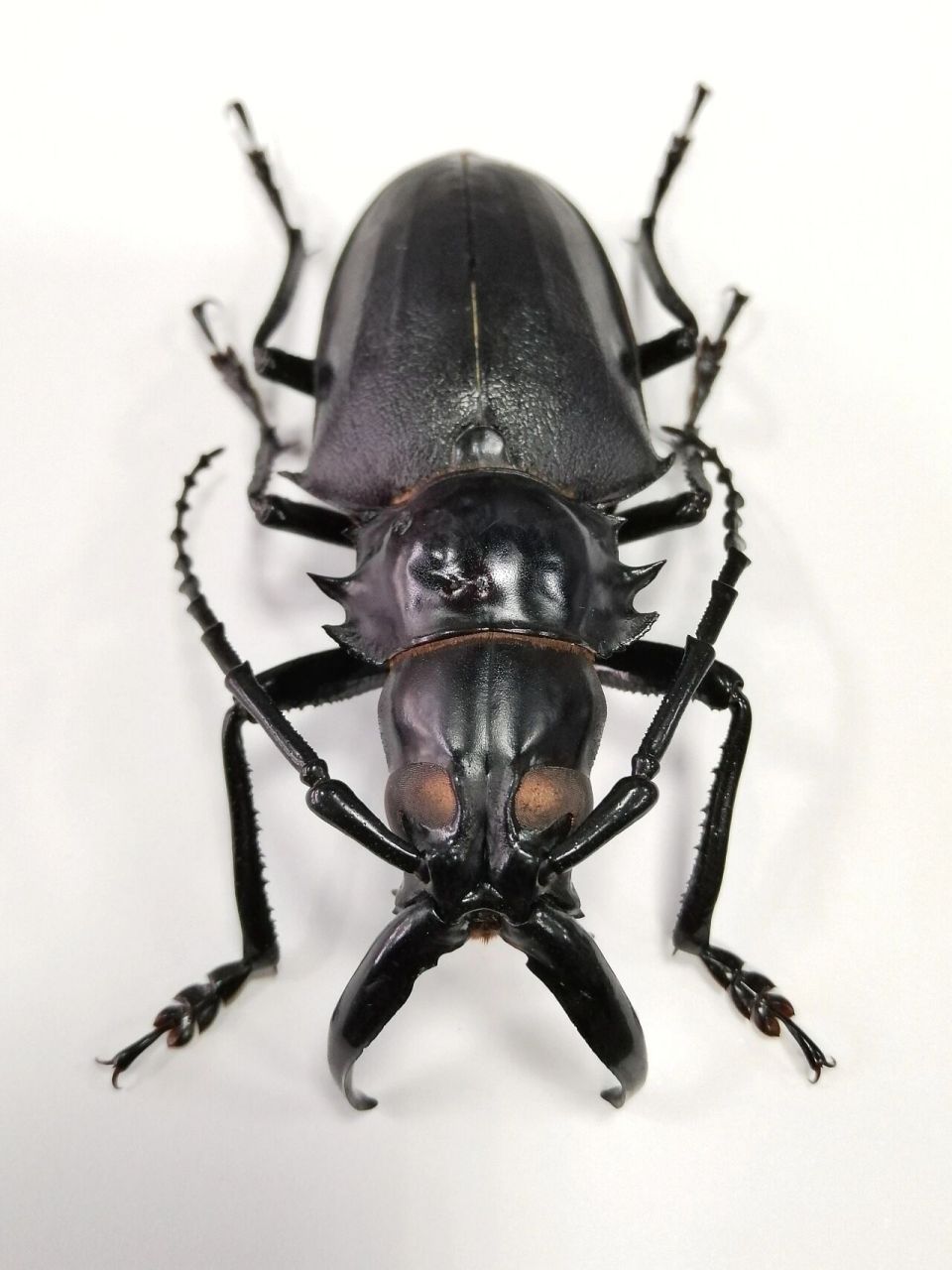 牛系列(13)我有一对大牙 象牙土天牛【dorysthenes walkeri】又称海