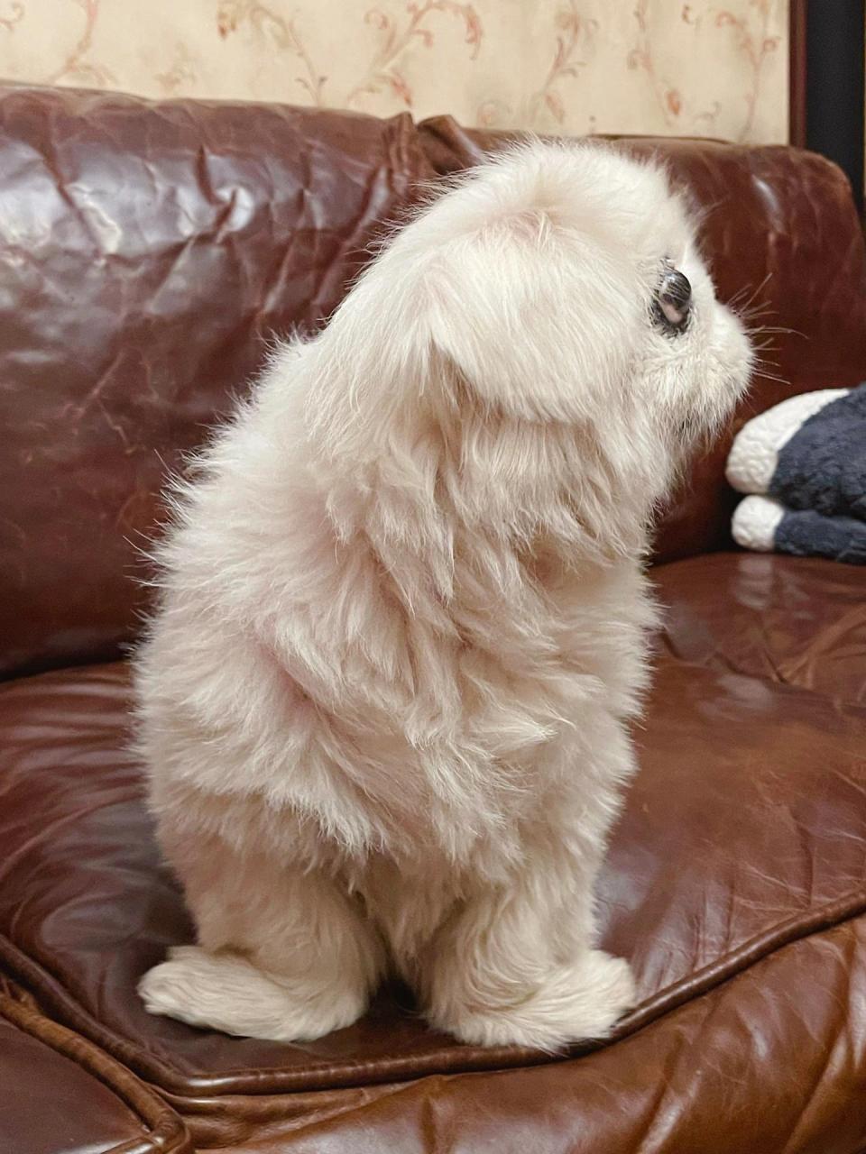 别的狗是养,京巴是供,没钱没耐心真别养 好多人说我的狗子缺钙,腿才弯