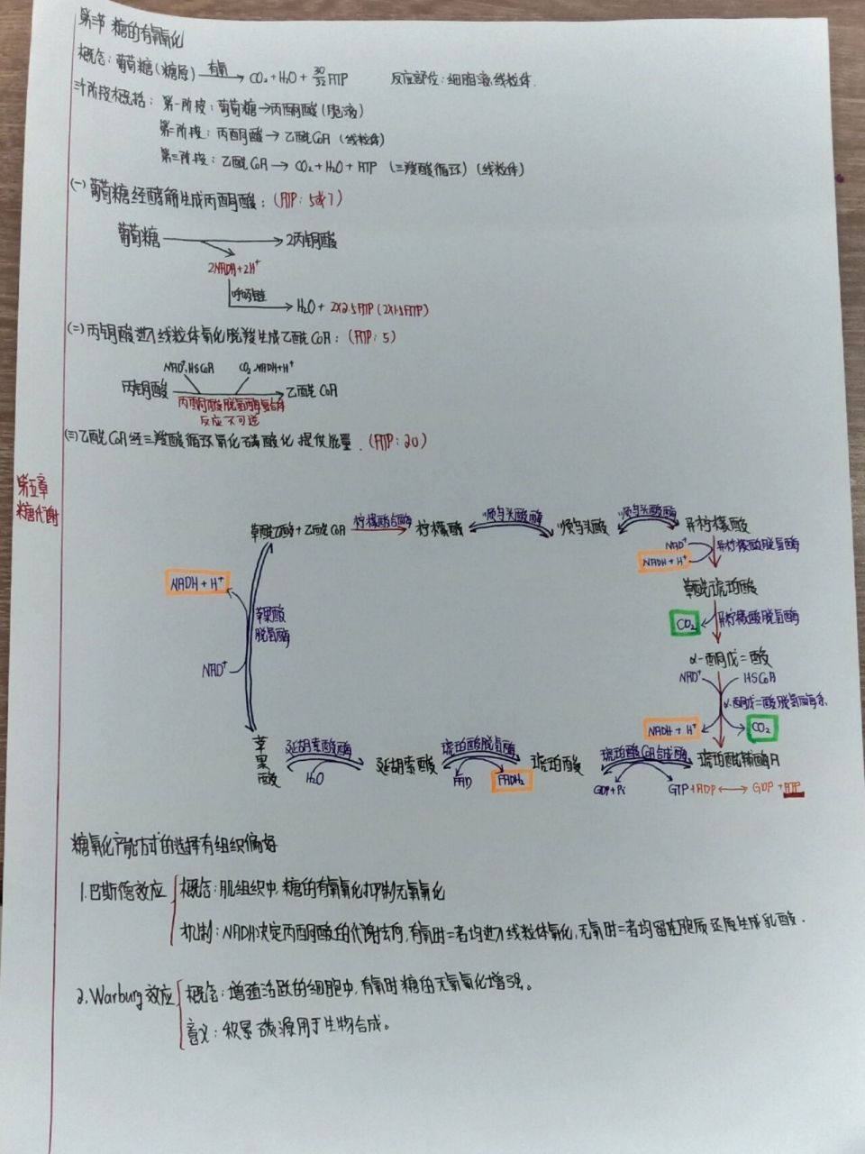 生化思维导图(第五章 糖代谢)