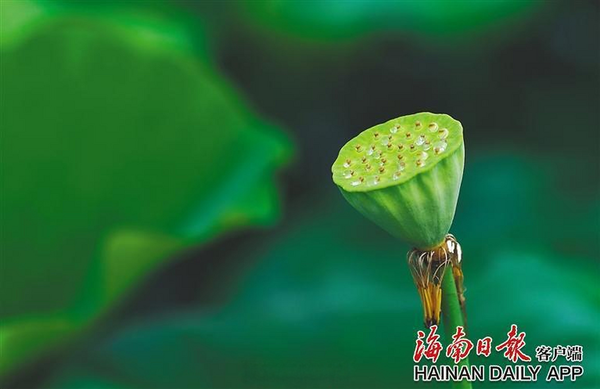 一起读书吧【红荷袅袅香!