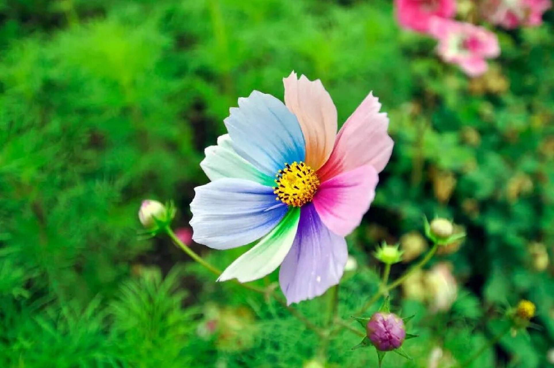 原来依米花就是七色花呀!