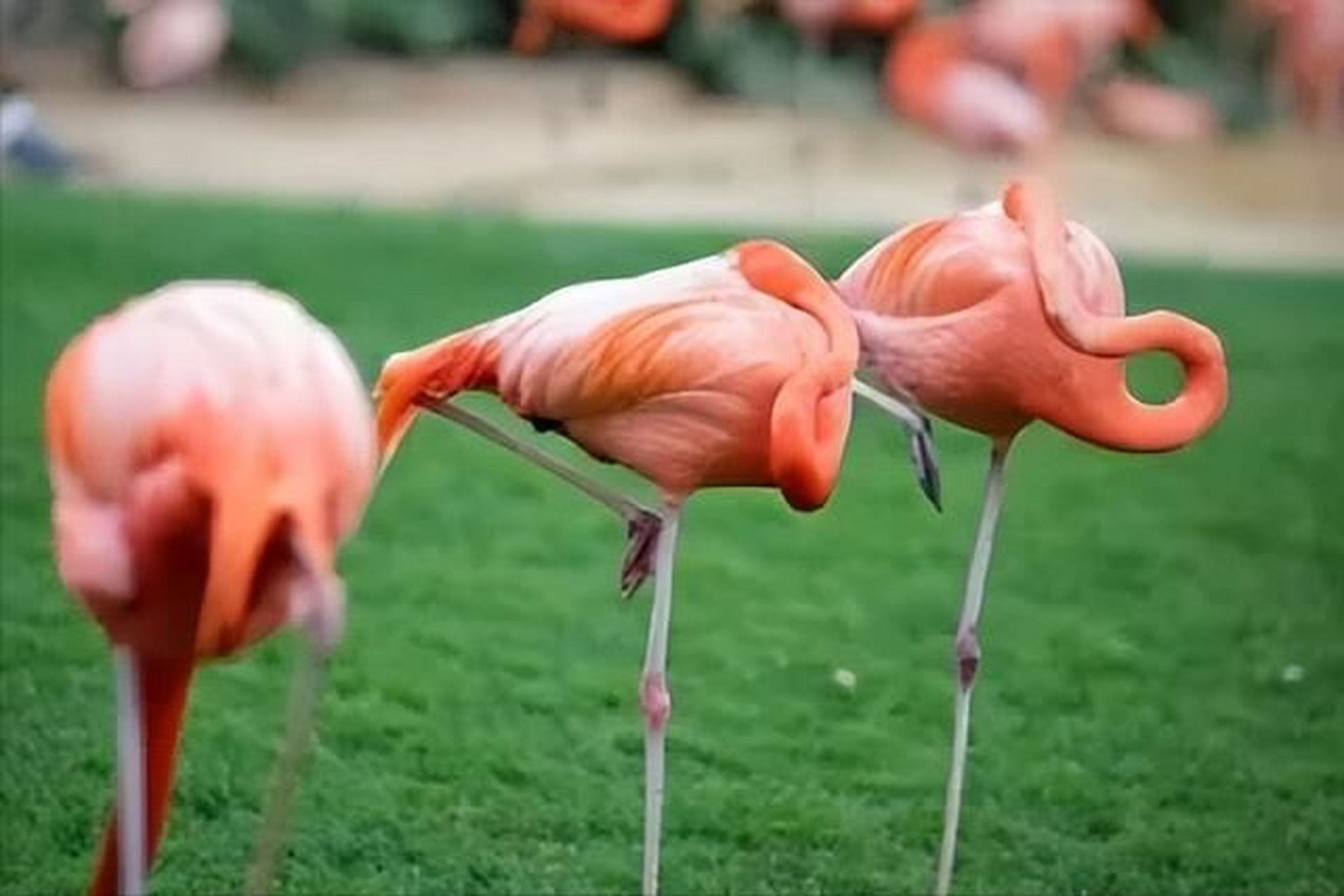 而且,火烈鸟flamingo这个名字来自拉丁语中意思为"火焰"的"flamma".