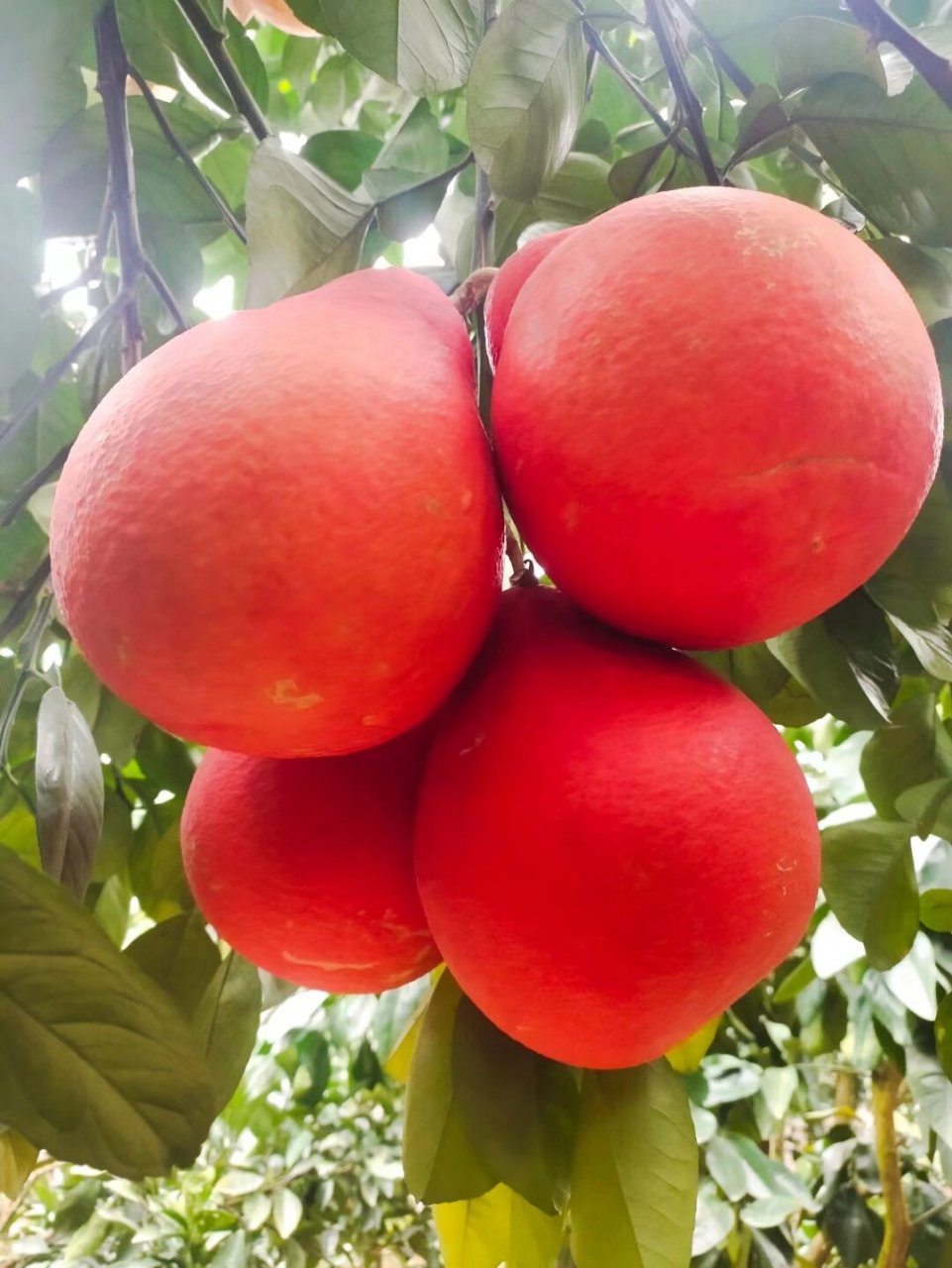 通红,寓意红红火火,所以深受大家的喜爱,没想到这个品种的红皮柚子,要