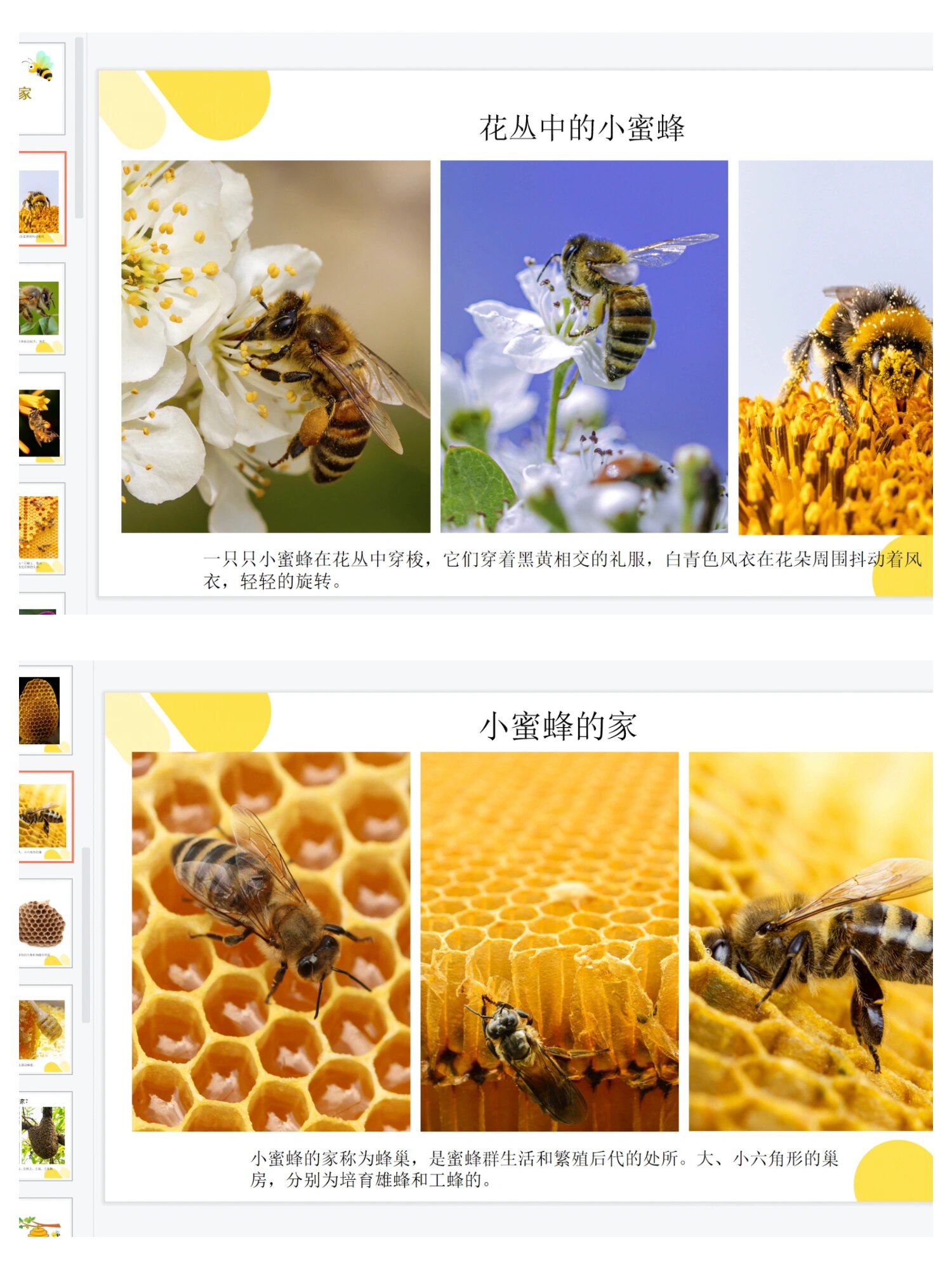 蜜蜂创意画课件ppt蜂巢蜜蜂儿童画课件ppt