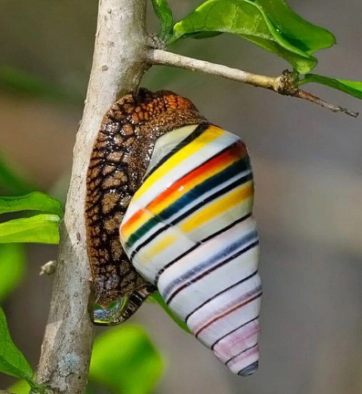 古巴糖果蜗牛(liguus virgineus),又叫古巴彩色树蜗牛,它们是世界上