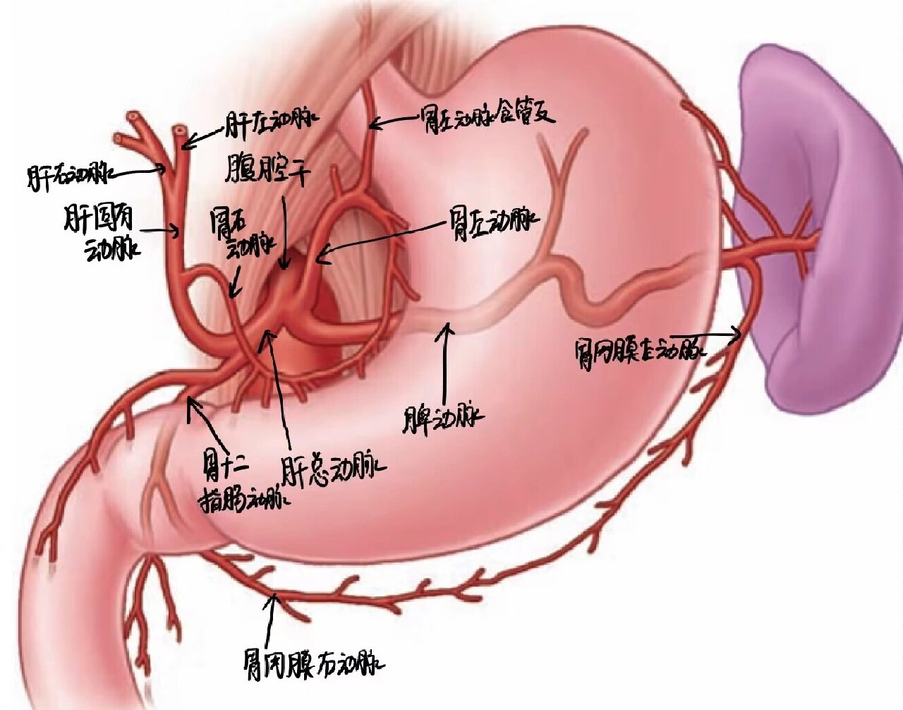 胃的动脉