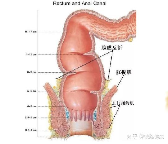 直肠癌手术后为什么大便控制不住
