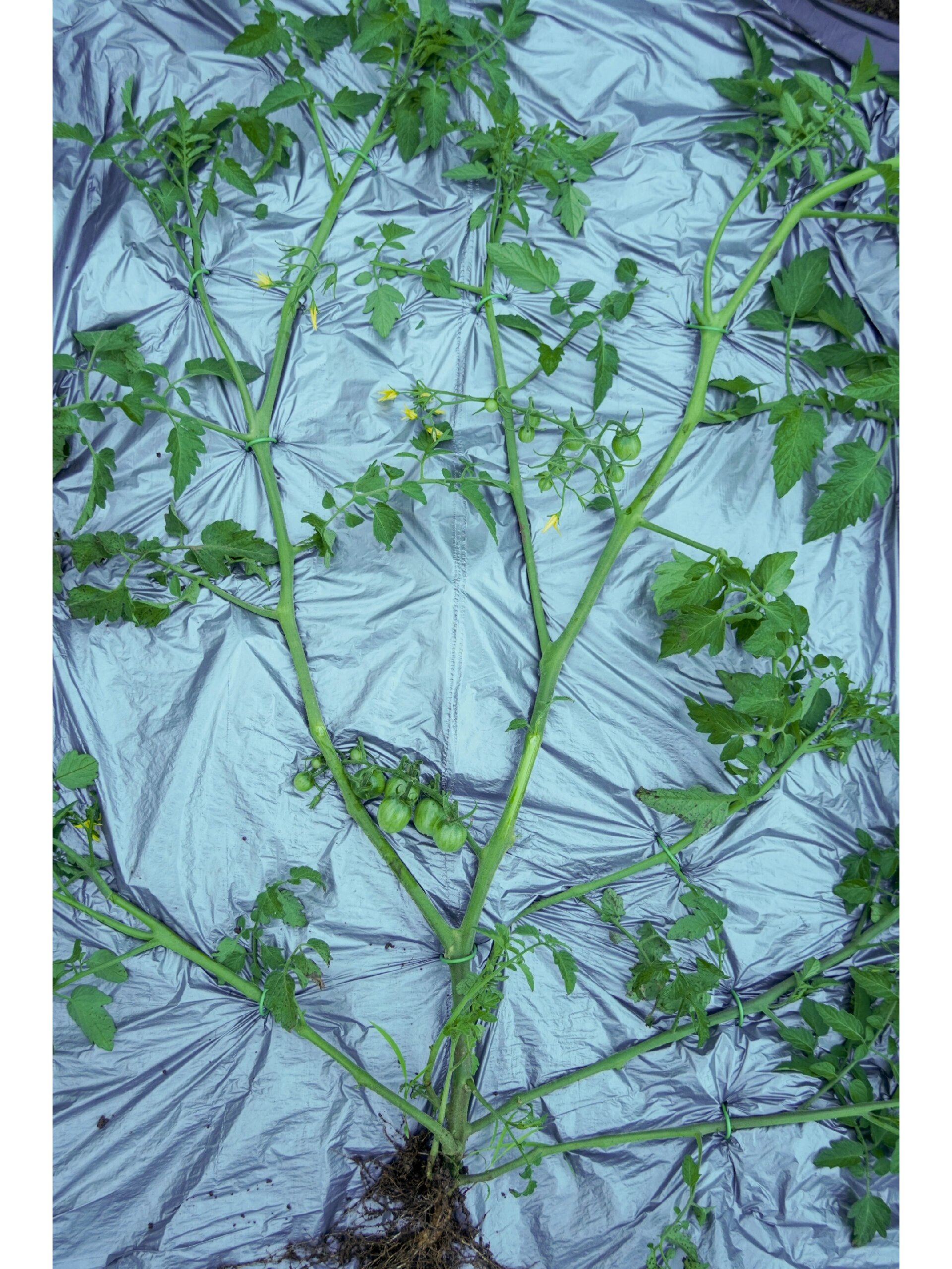 拔棵番茄给新手图解单,双,多杆整枝