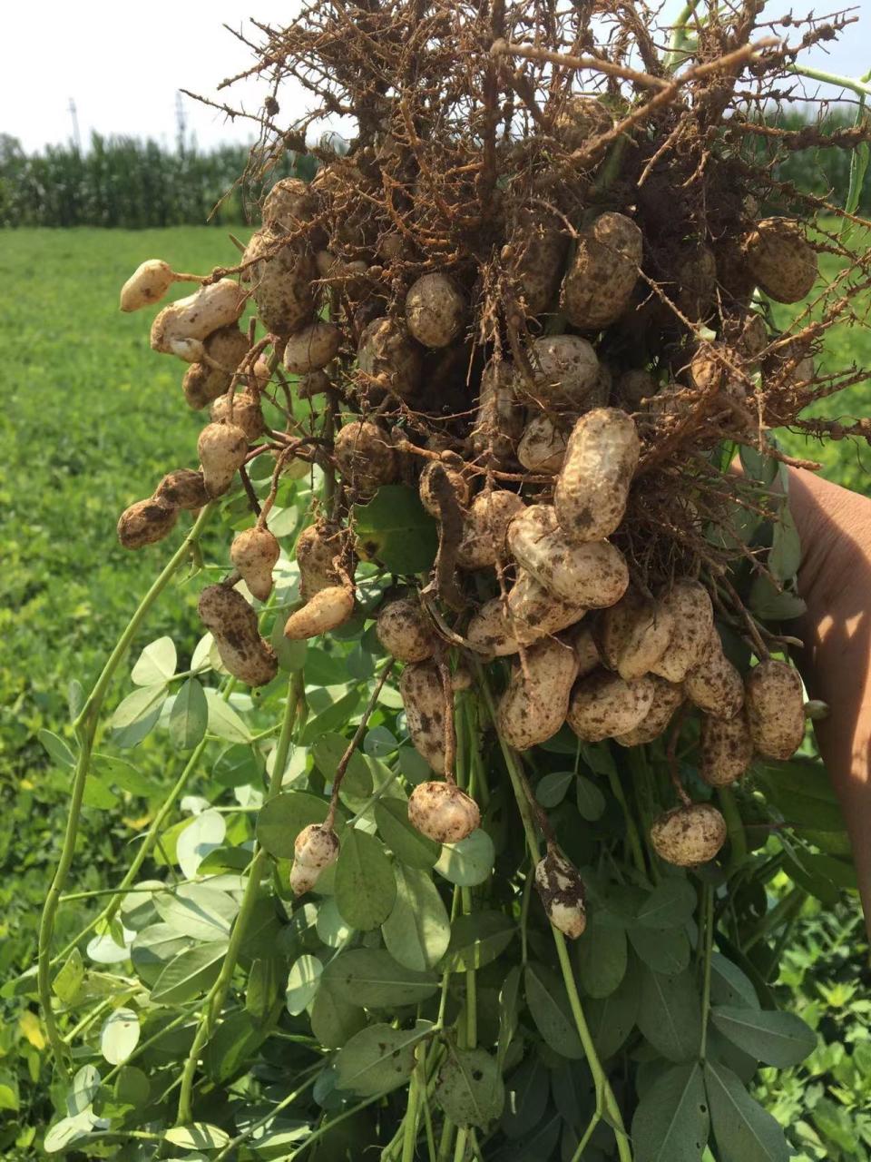 308花生原种基地实拍