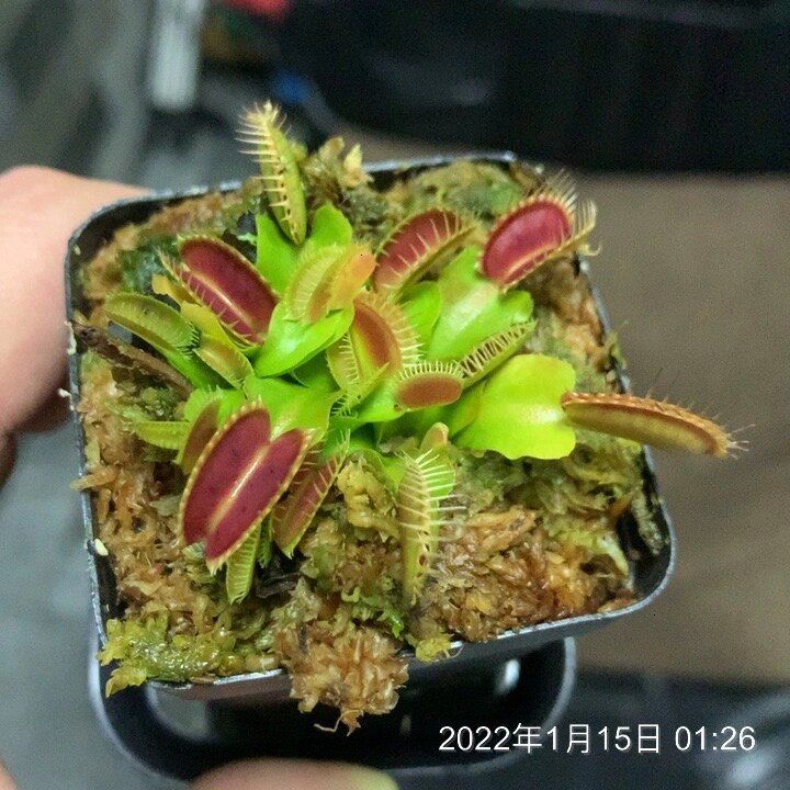 捕蝇草的变化(纯灯养)