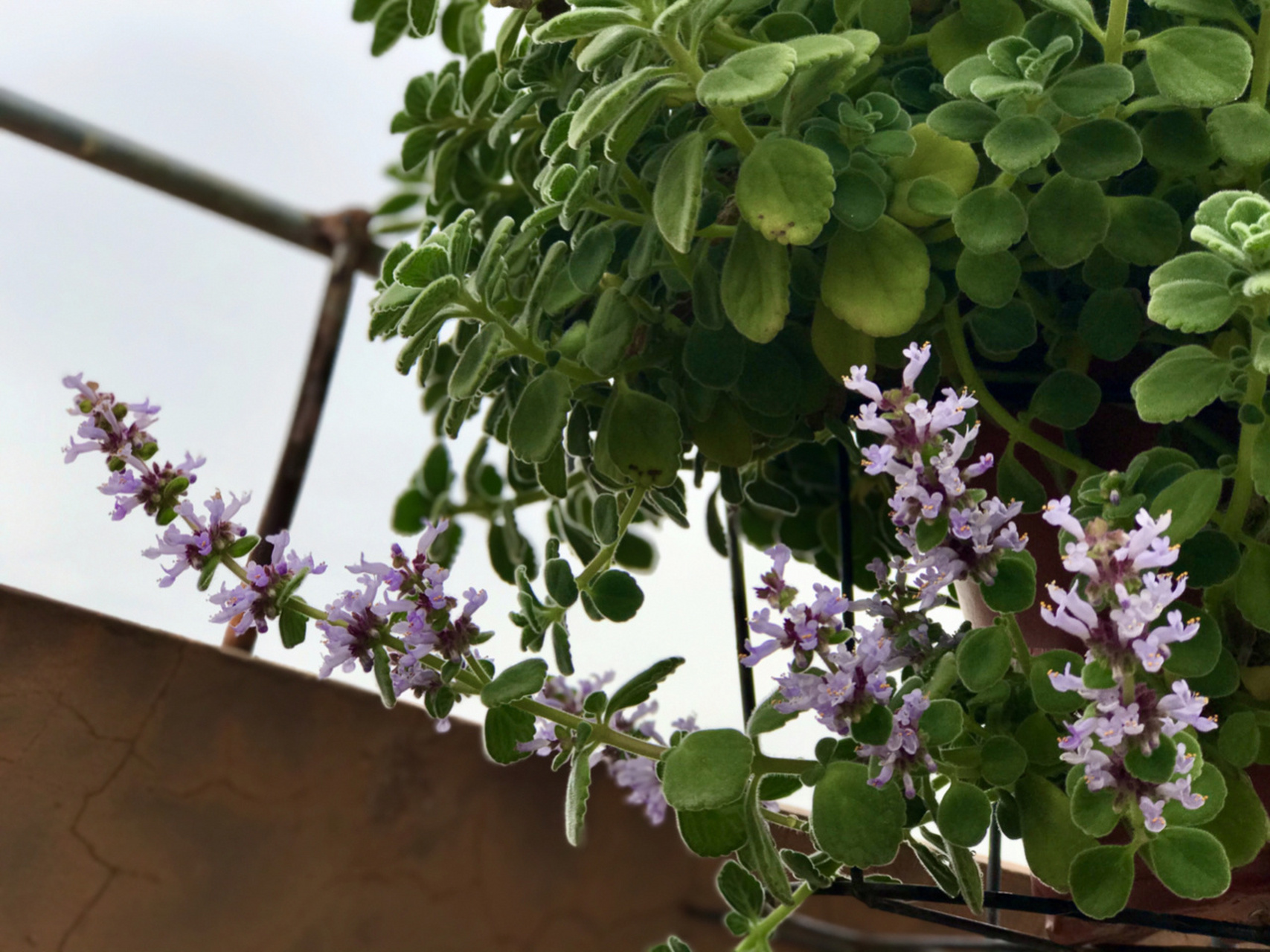 碰碰香薄荷开花了,第一次见 我种了很多碰碰香,甚至很多都达到老桩的