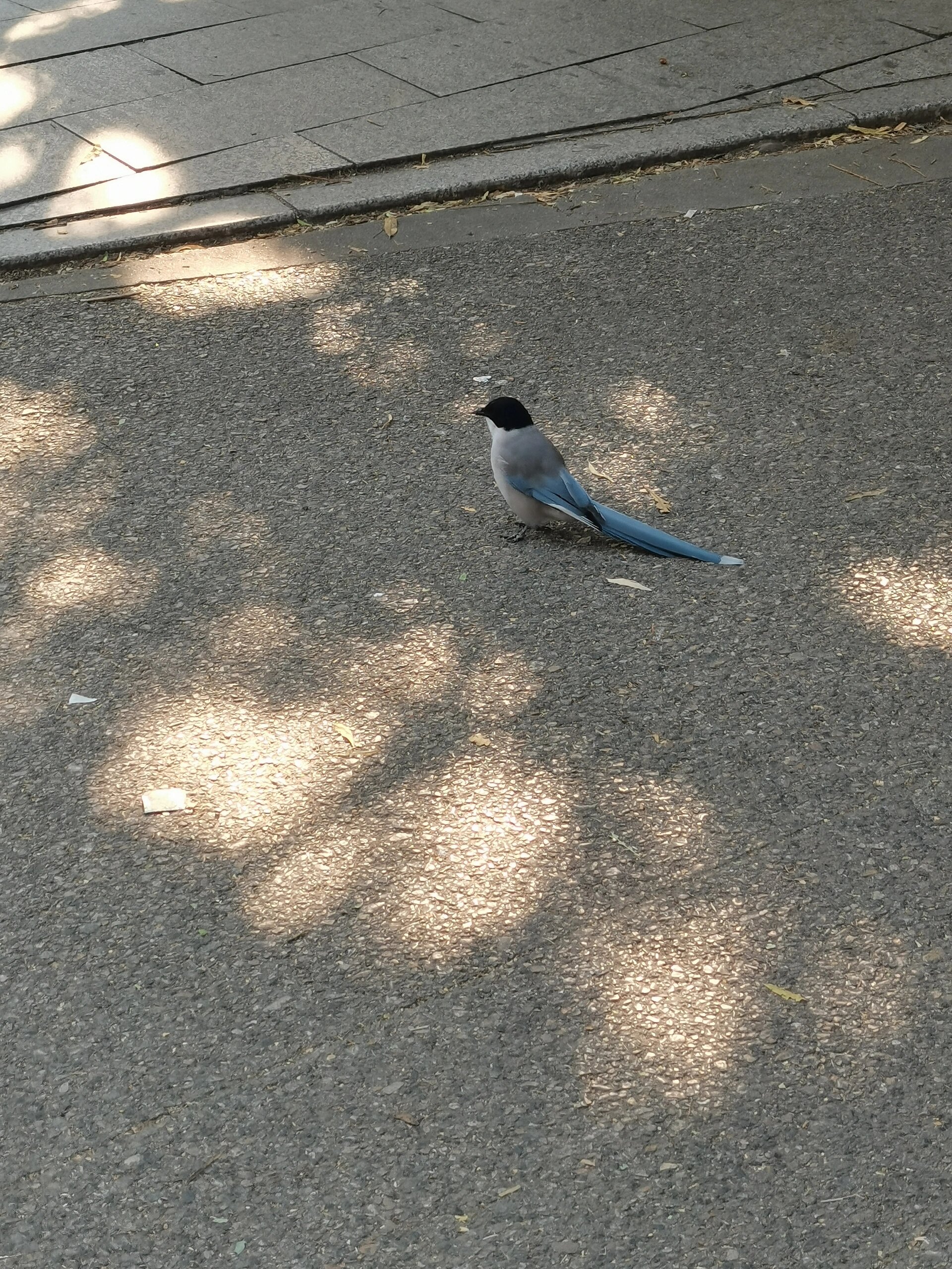 蓝色的长尾巴鸟—灰喜鹊