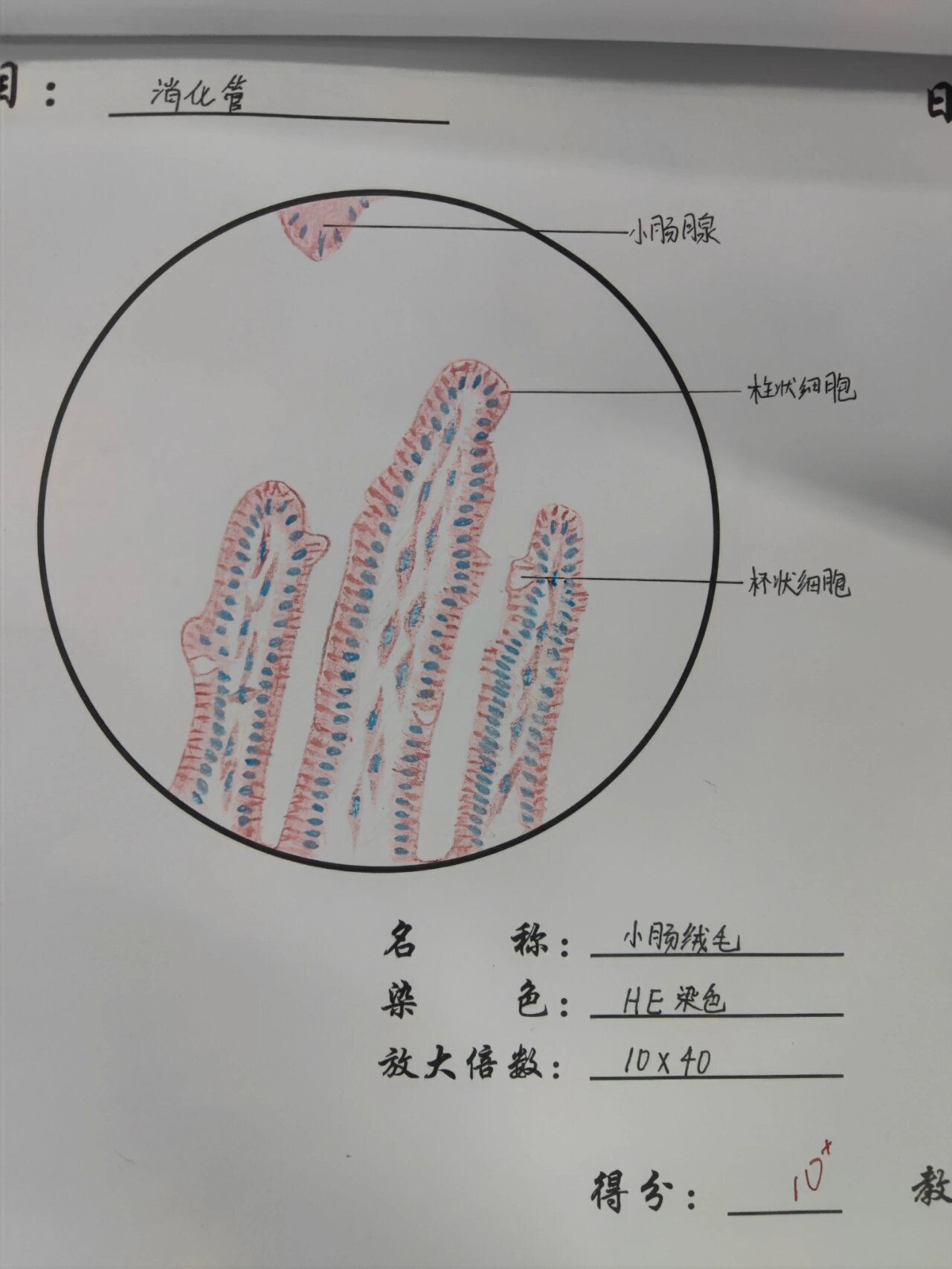 小肠绒毛结构图图片