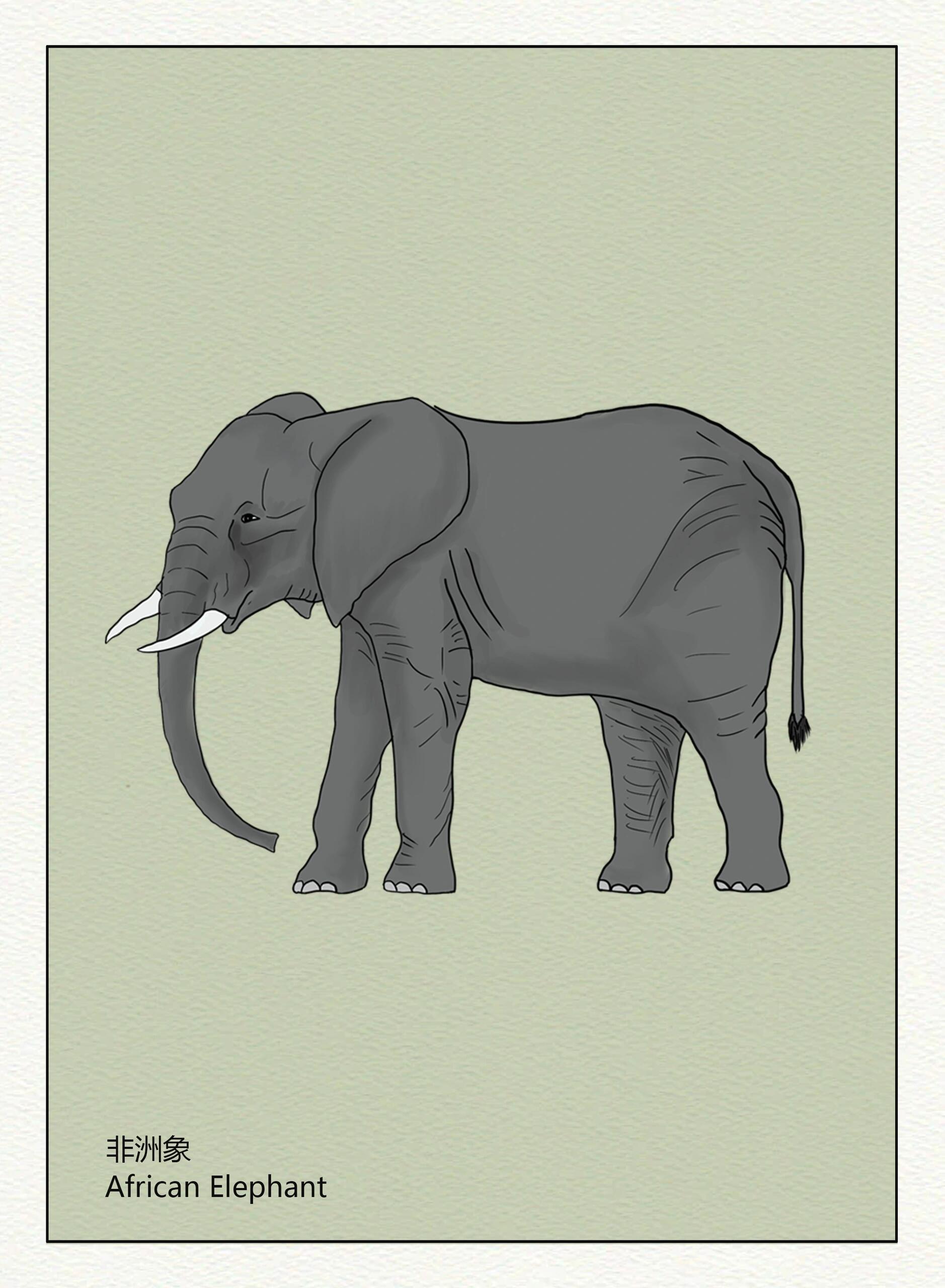 手绘插画科普-大象的进化史