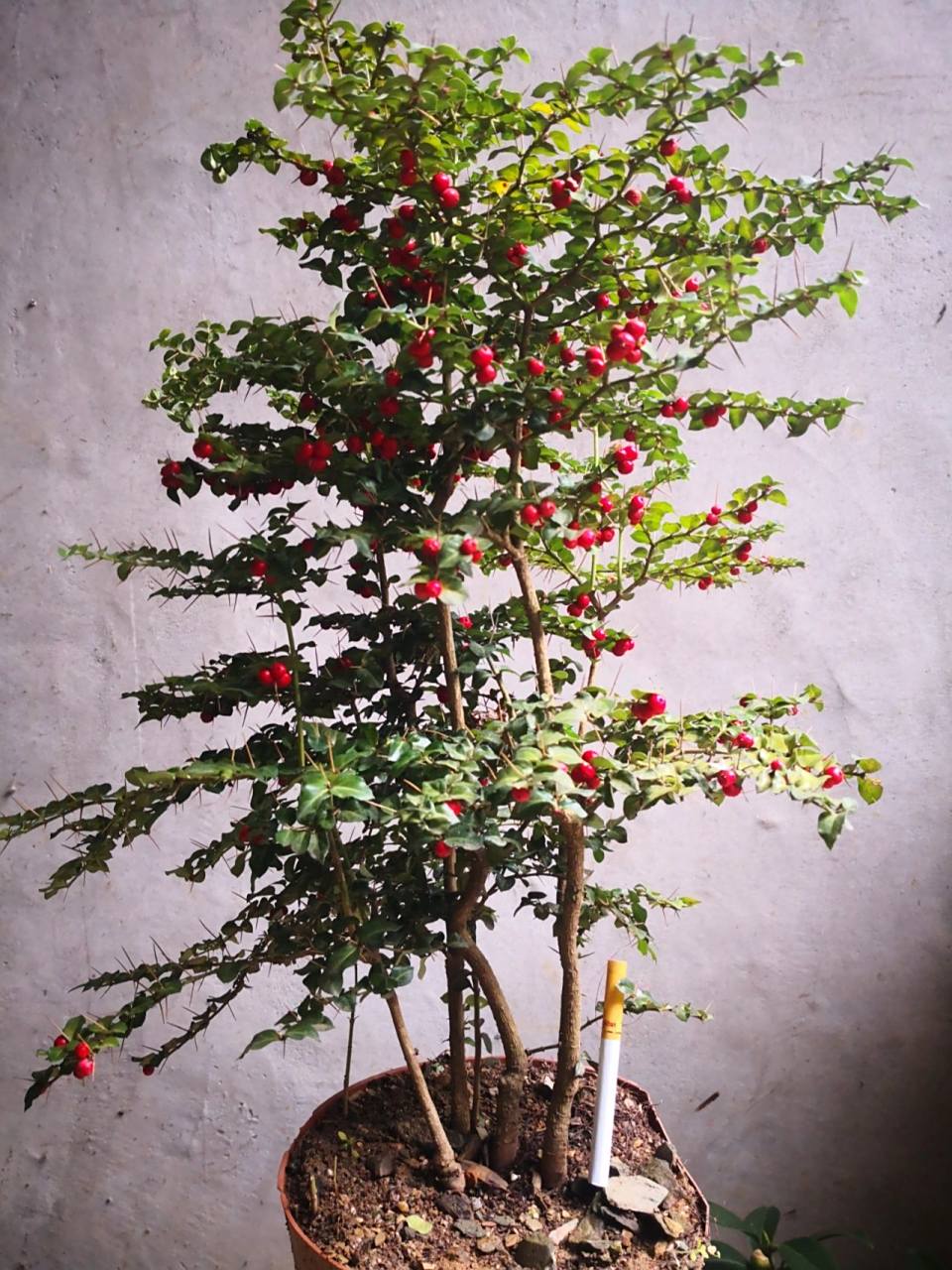 小叶虎刺,黄山虎刺 寿庭木老盆口 红果虎刺 好养 身段小 大树风韵