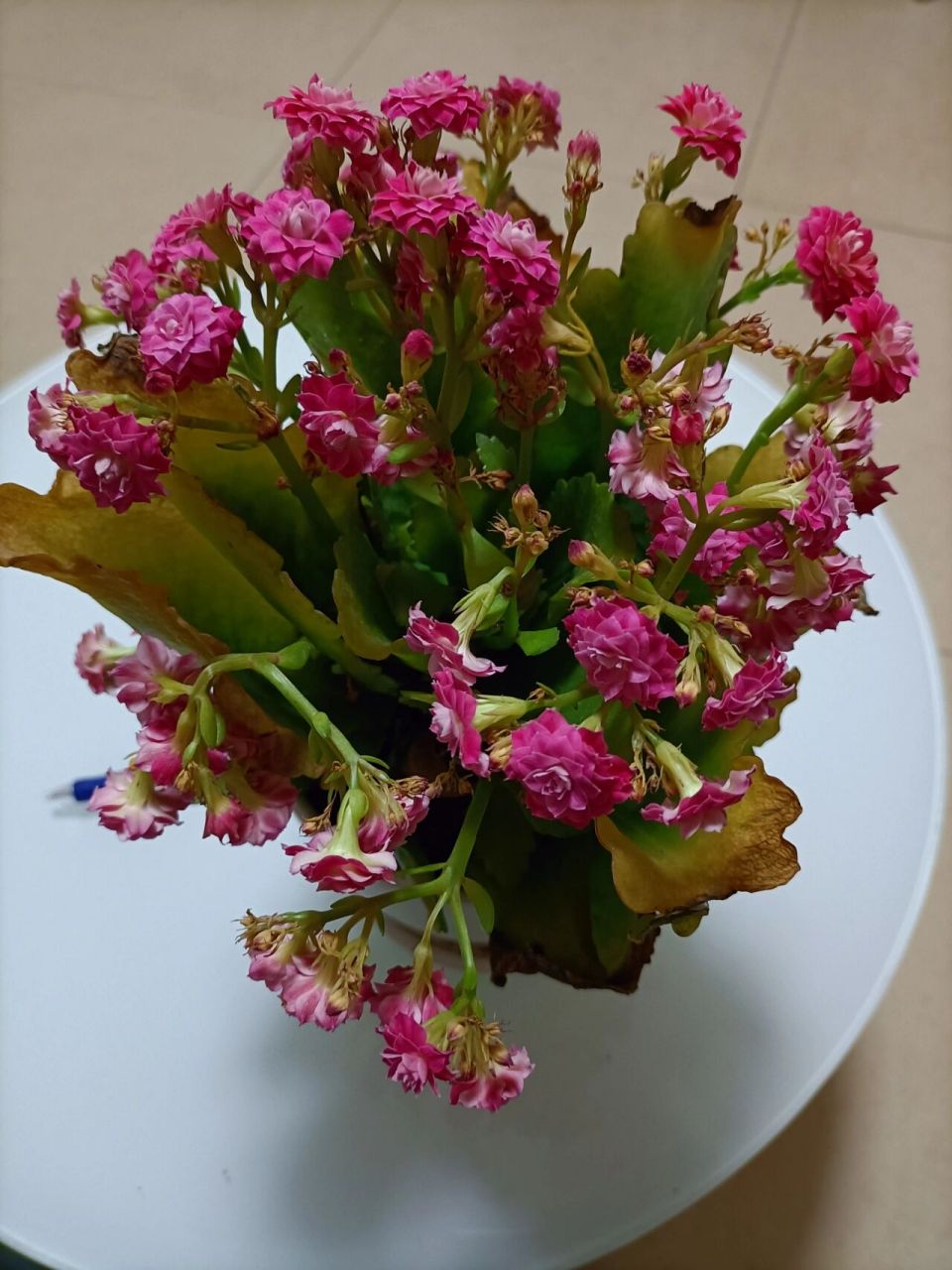 我的长寿花叶子发黄了,花也蔫儿了,是怎么回事啊