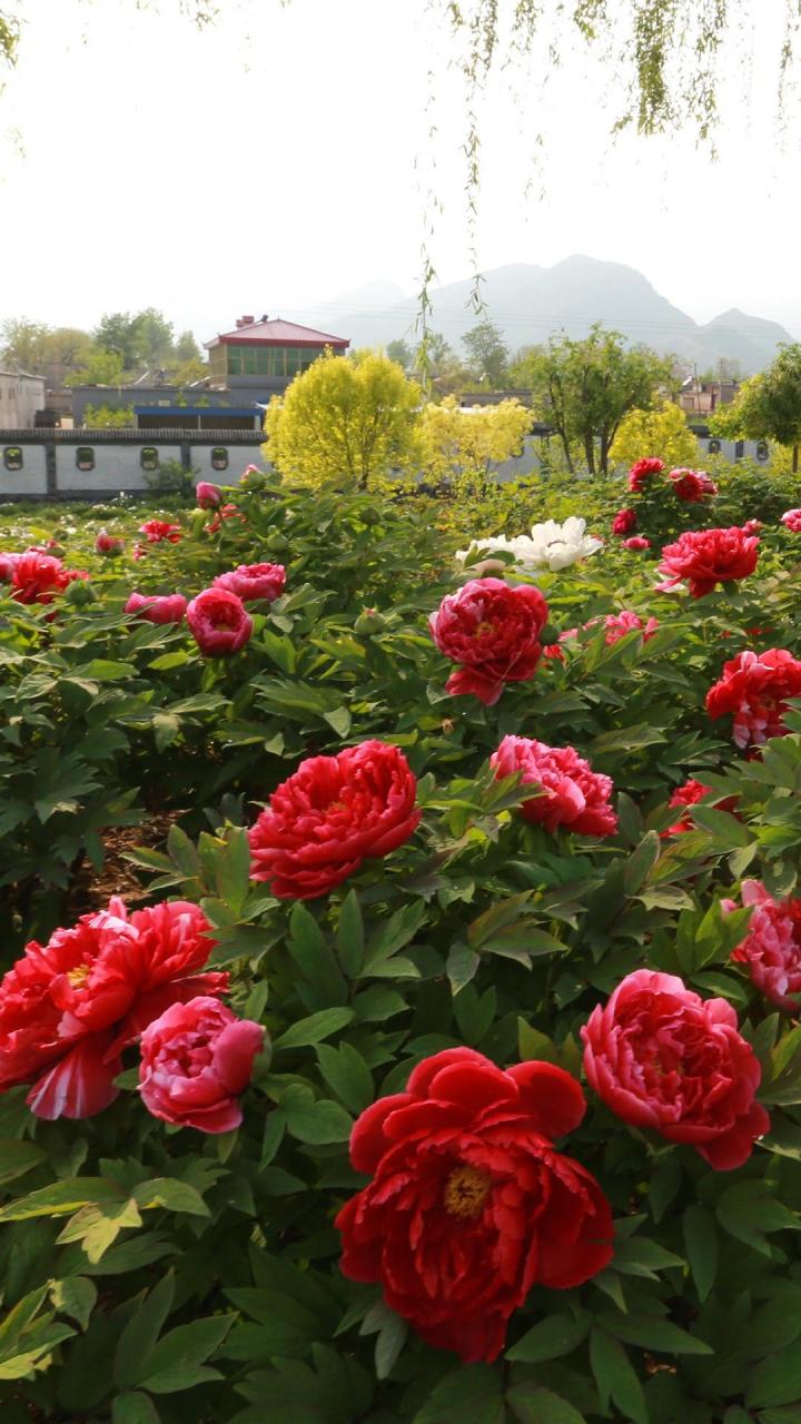 狼牙山牡丹园开园啦.狼牙山牡丹园4月18日开园,谷雨三天看牡丹.