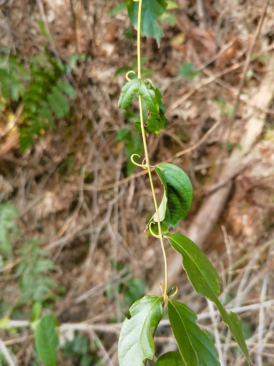 药用植物-----钩藤 药典上钩藤是茜草科植物钩藤,大叶钩藤,毛钩藤,华