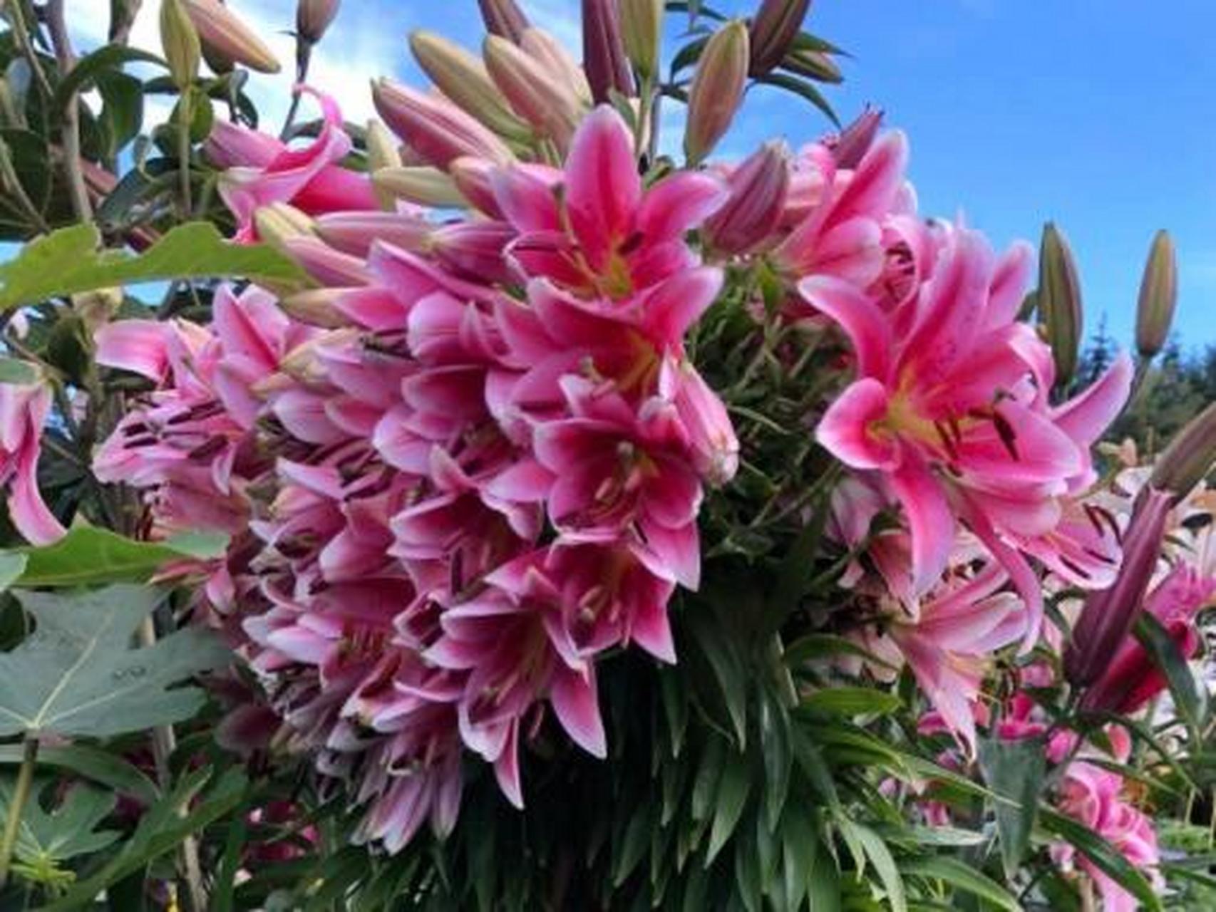 我也有缀化百合了 缀化(cristata) 	 多肉的缀化大家肯定都知道,而且