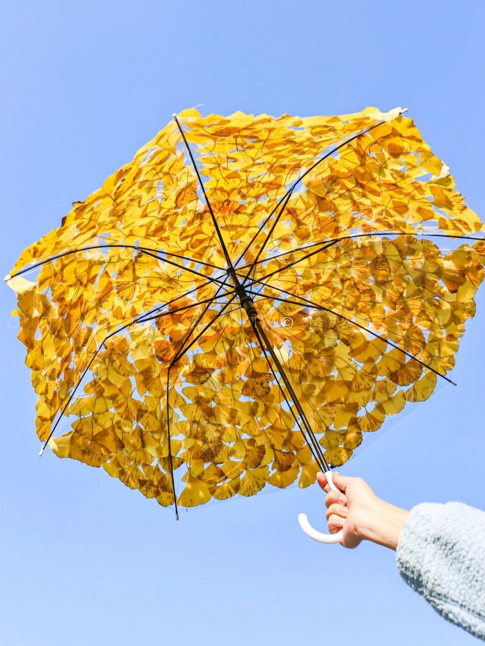 秋天的快乐94diy银杏树叶伞 带上透明伞,双面胶 找一条铺满银杏落叶
