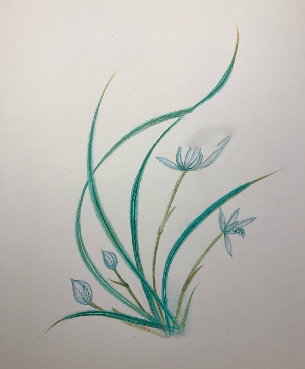 彩铅--花卉之兰花(附起型即过程图) 看来还是得慢慢练,加油94