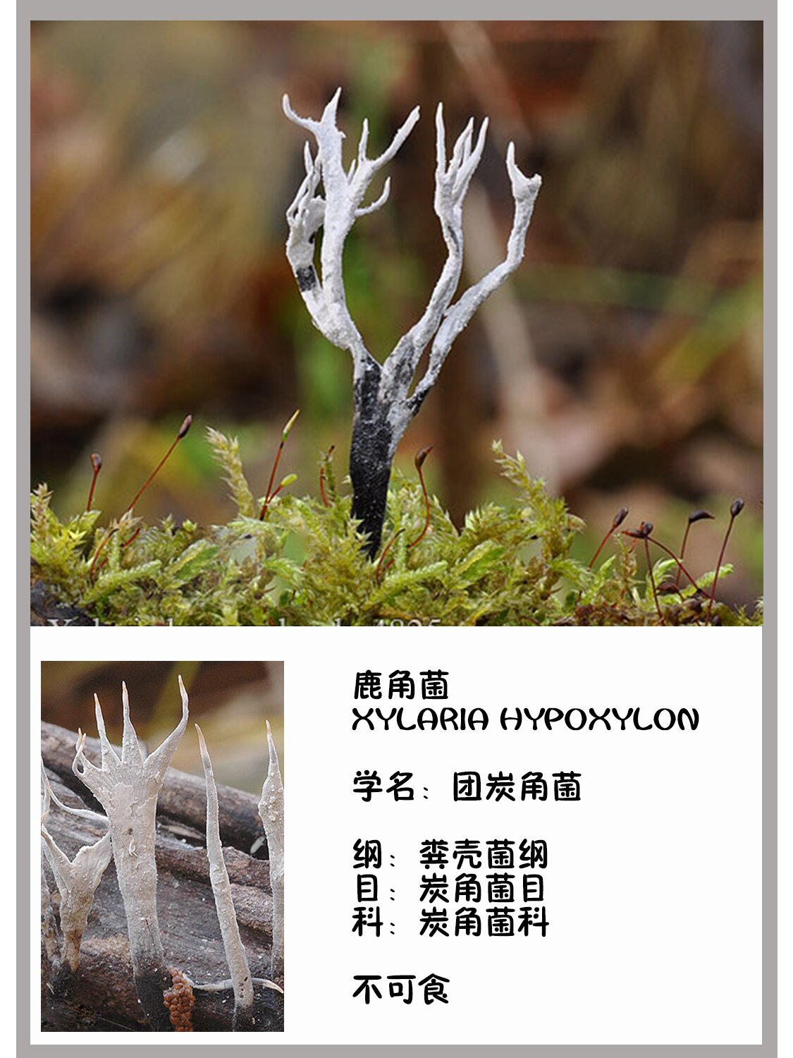 鹿角菌 xylaria hypoxylon 	 学名:团炭角菌 	 纲:粪壳菌纲 目:炭角