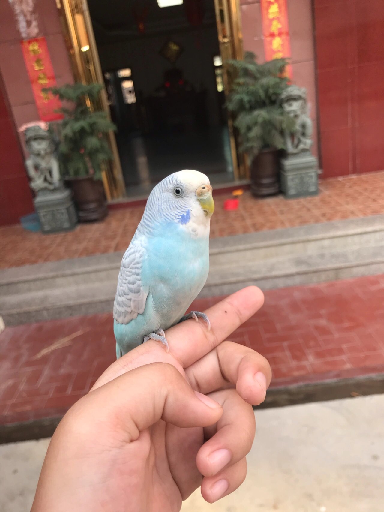 关于鹦鹉出门,剪羽,放飞的问题 先是剪羽 首先说一下鹦鹉剪羽的话它是