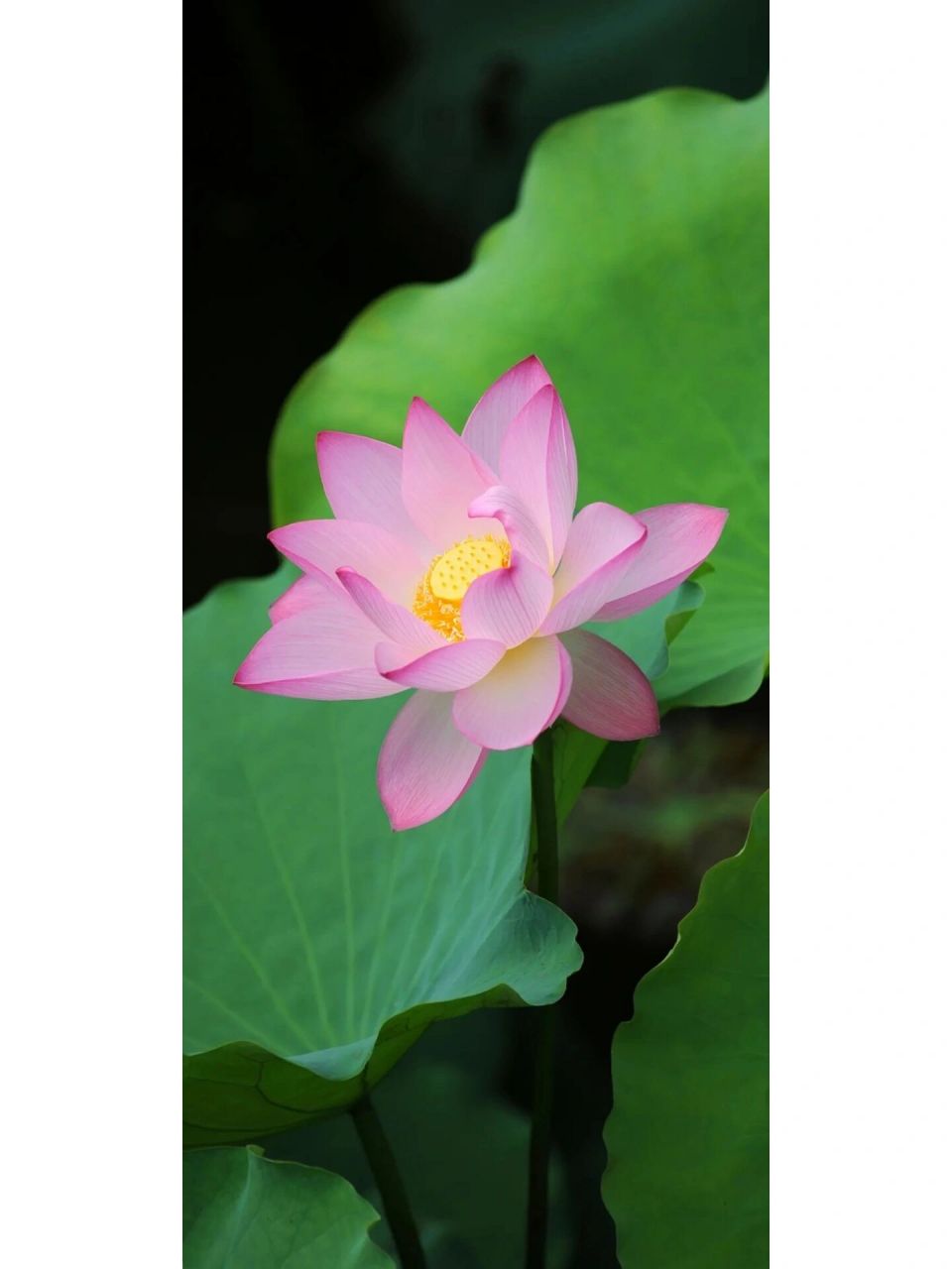 超美的莲花荷花壁纸护眼背景图锁屏壁纸手机