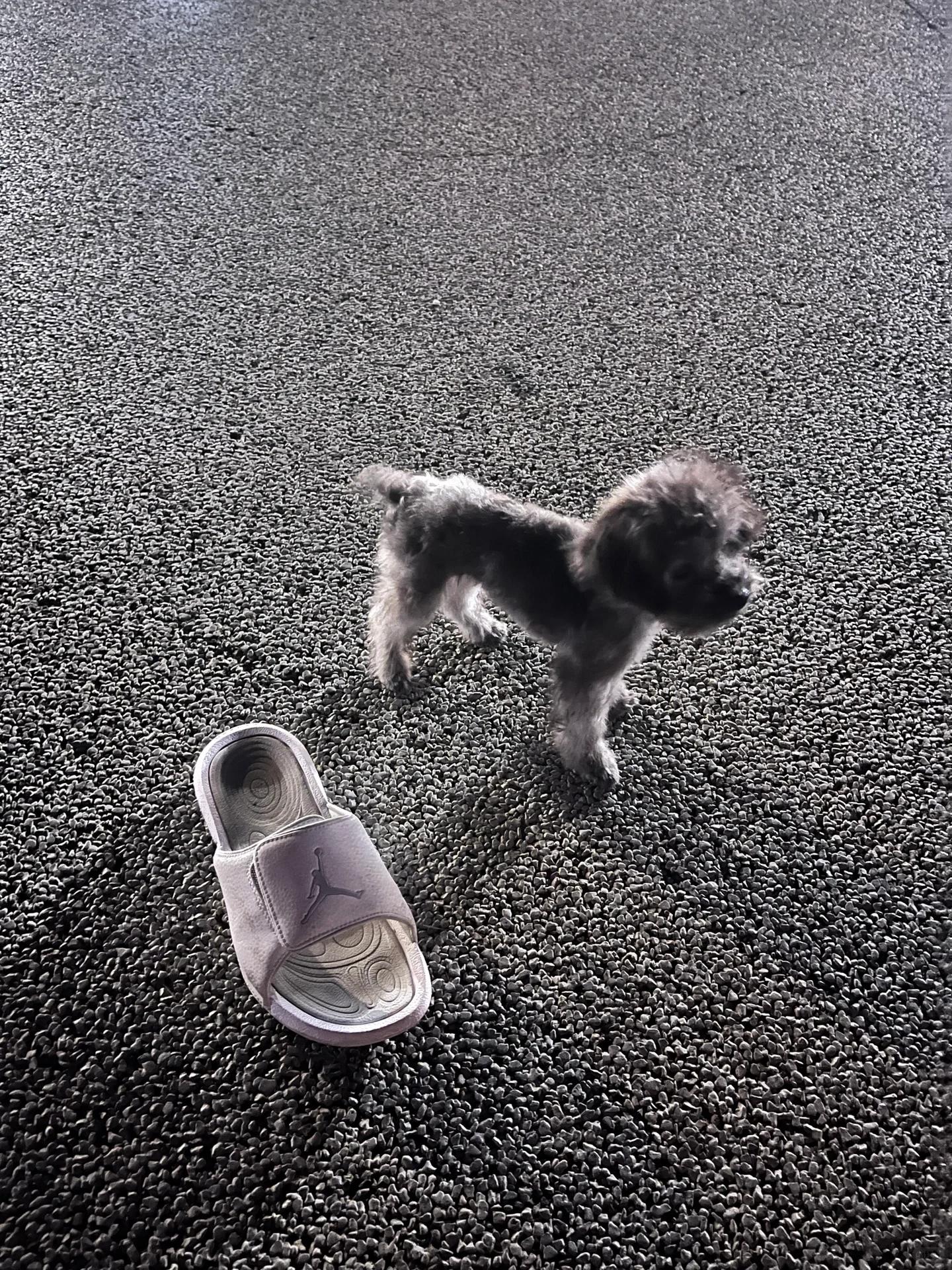 灰泰迪小体肩高体重记录(更新中) 2022年7月20日出生,第一针卫佳五