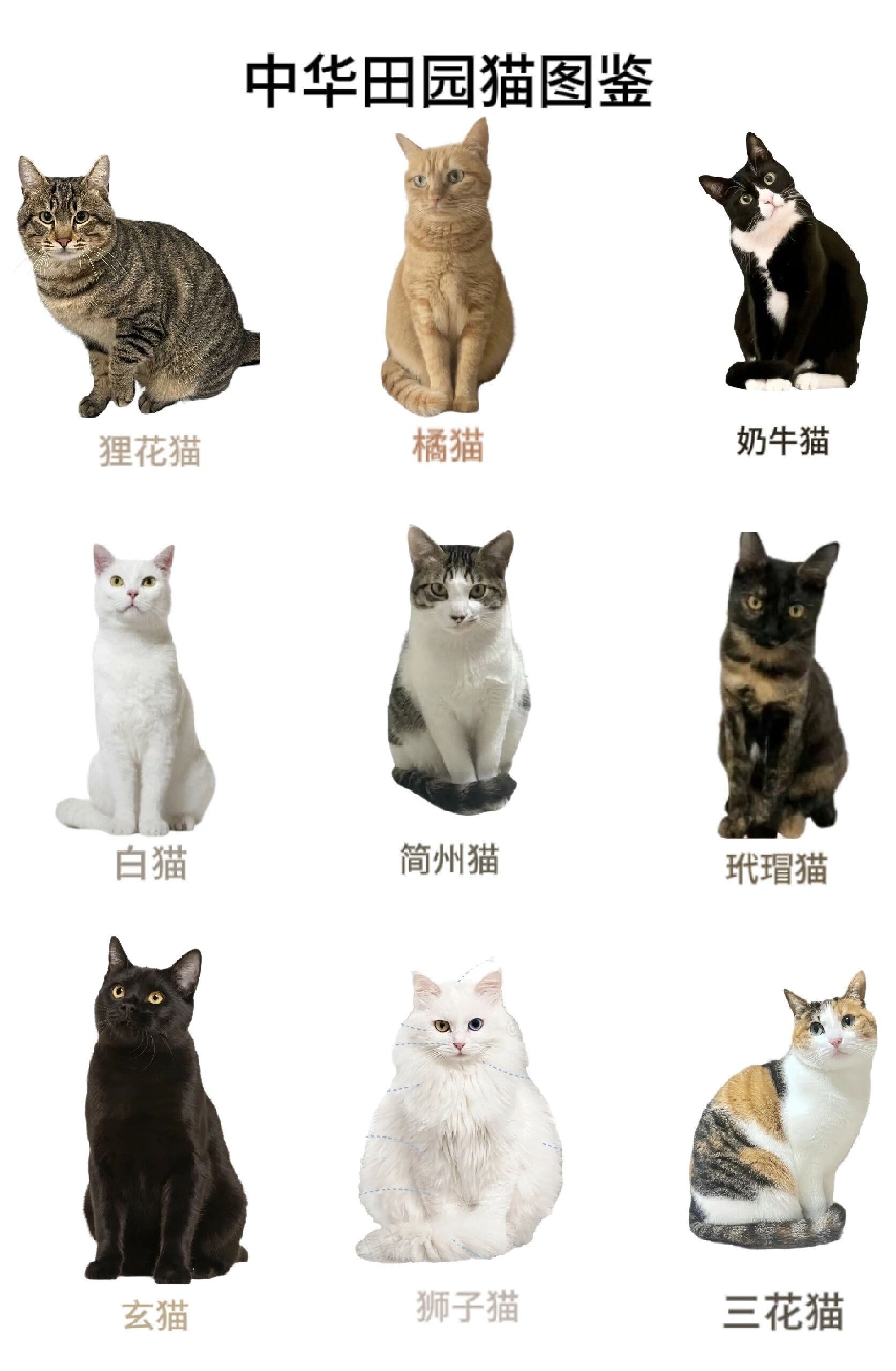 中华田园猫黑猫性格图片