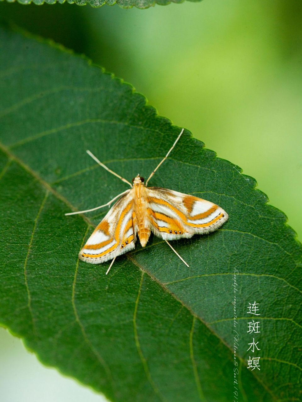 图①—六宫格 图②—红缘灯蛾 图③—红腹白灯蛾 图④—连斑水螟 图⑤