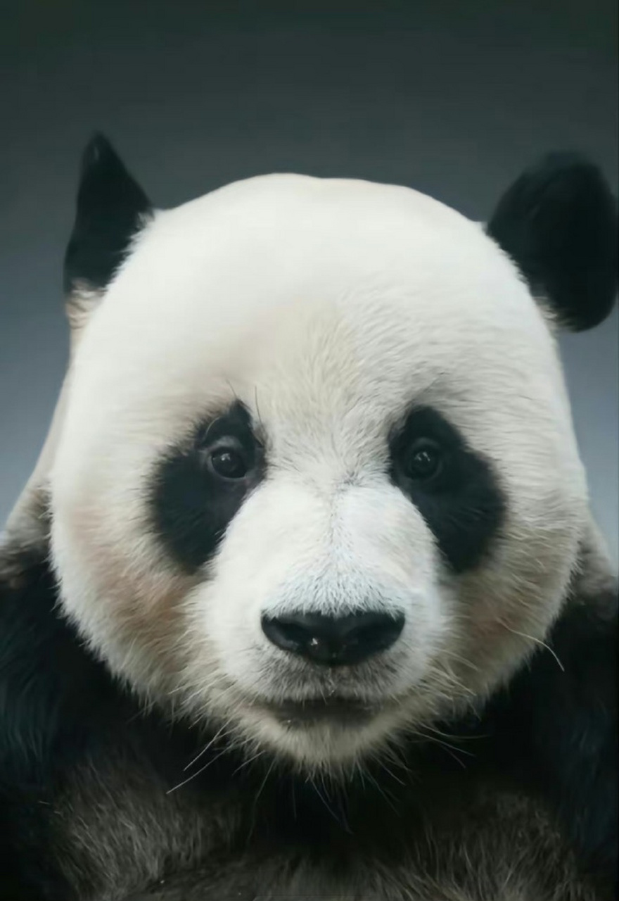 大熊猫福宝一家证件照# 宝家族的乐宝,爱宝,福宝的证件照.