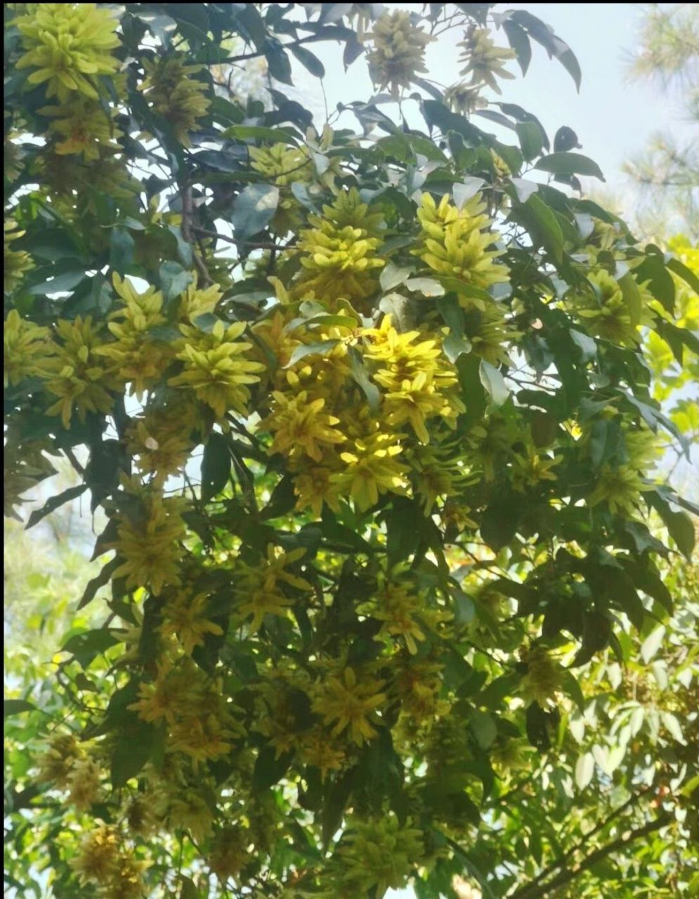 高大乔木,满树亮眼的花,不多见 黄杞,胡桃科,黄杞属,拍于成都长秋山区