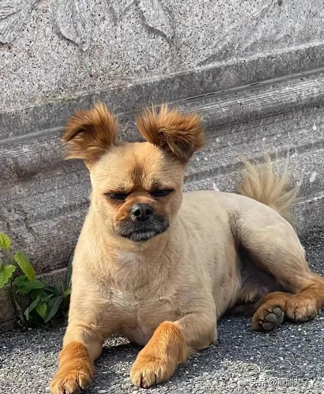 这发型又丑又可爱哈哈哈