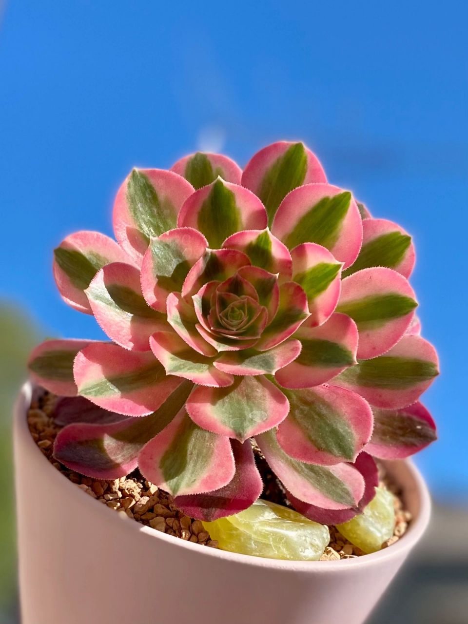 98粉色系多肉的颜值担当～法师"粉女巫" 粉女巫法师是景天科莲花掌