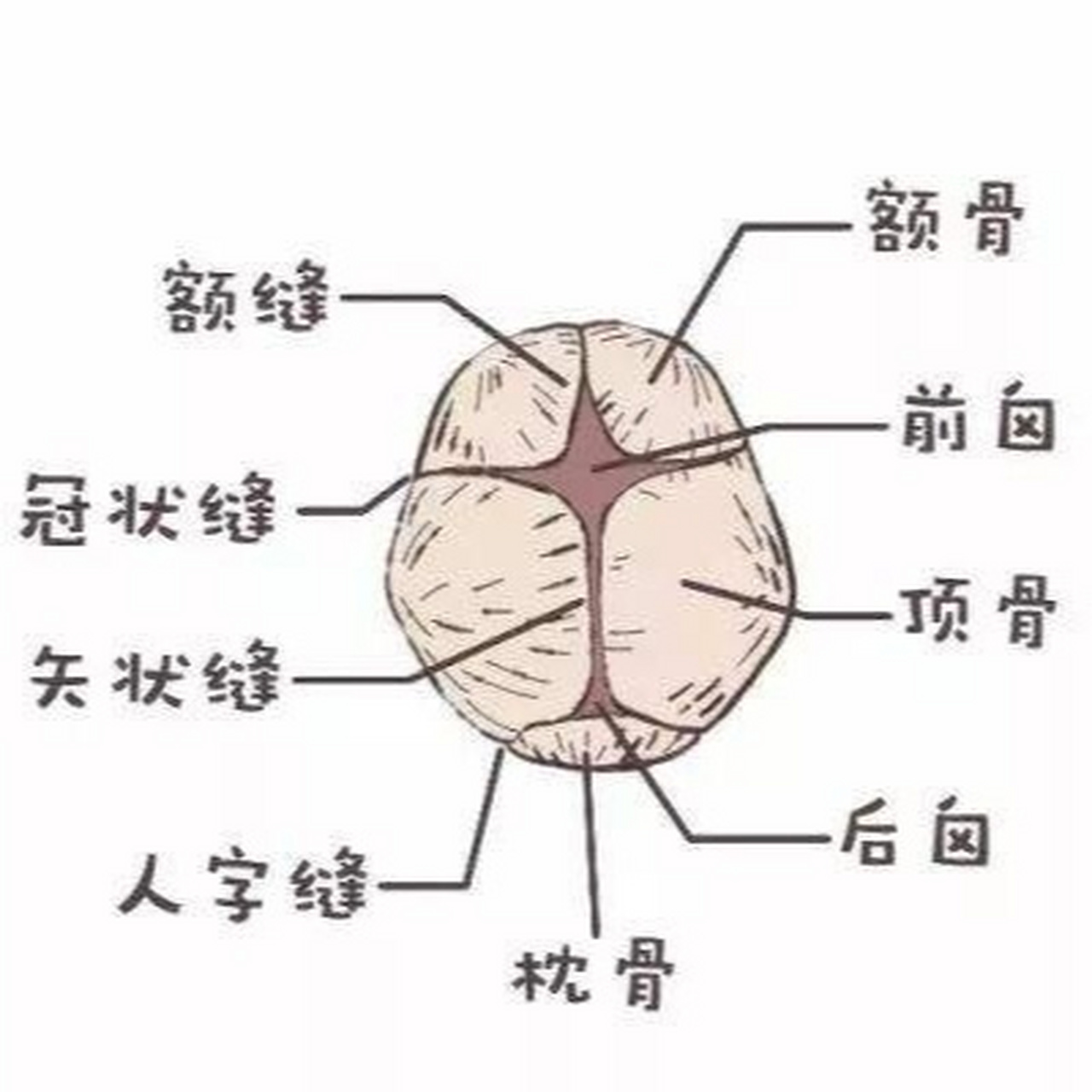 前囟后囟图解