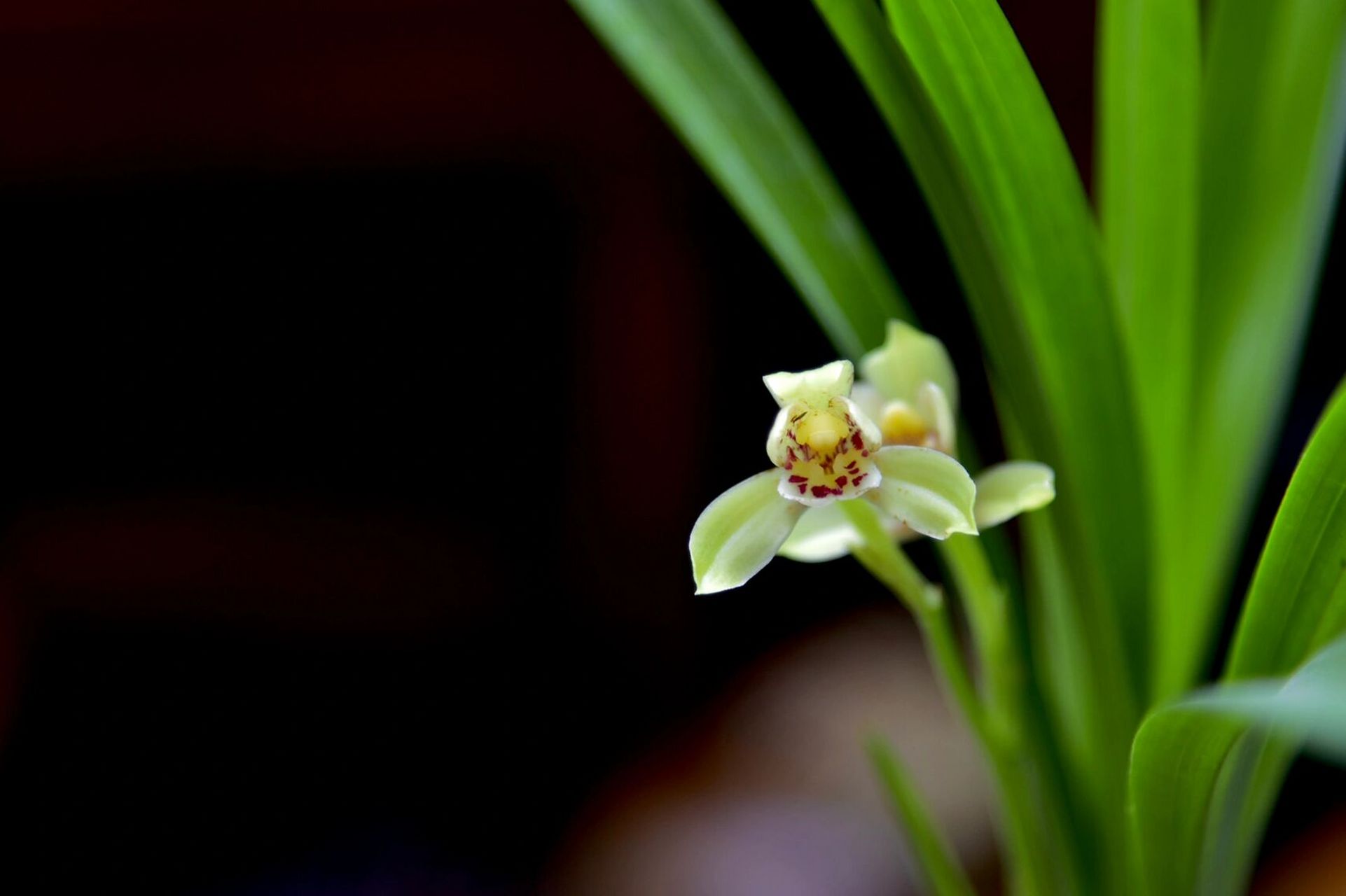 今年建兰的第一支花,宜宾荷仙