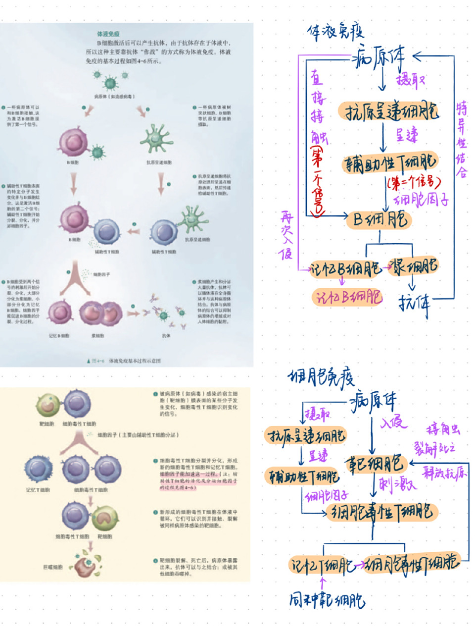 高中生物选择性必修一特异性免疫 讲题时画的 细胞免疫和体液免疫过程