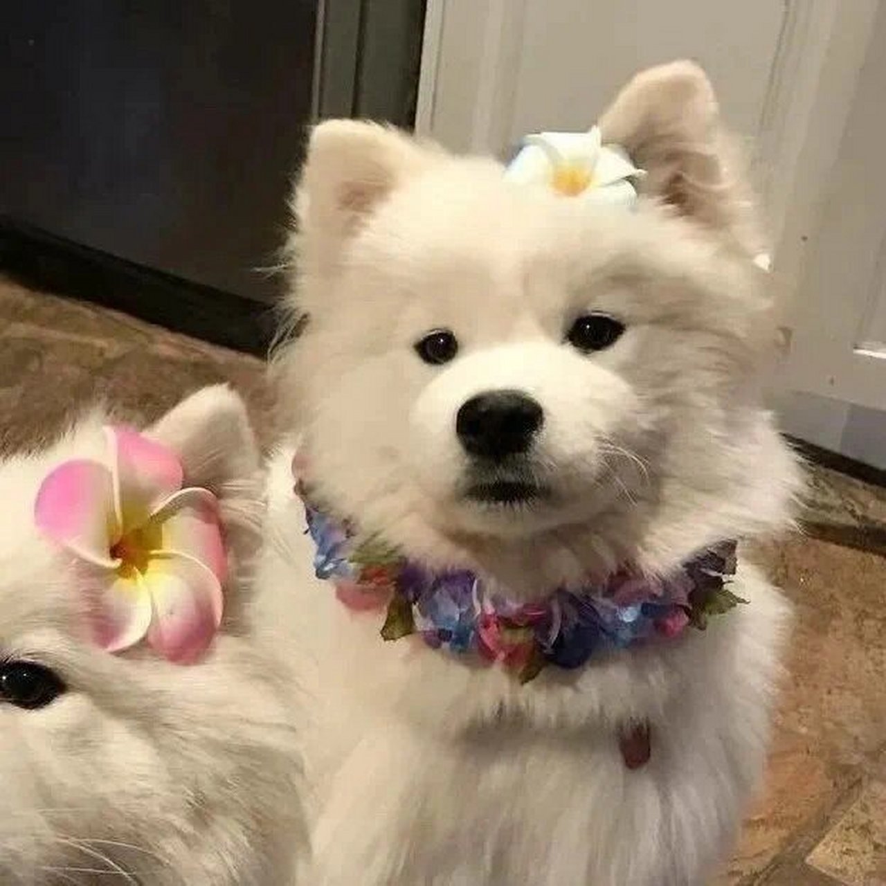 猫猫狗狗情侣头像 喊他的全名必须一个字一个字的说,他就意识到问题的