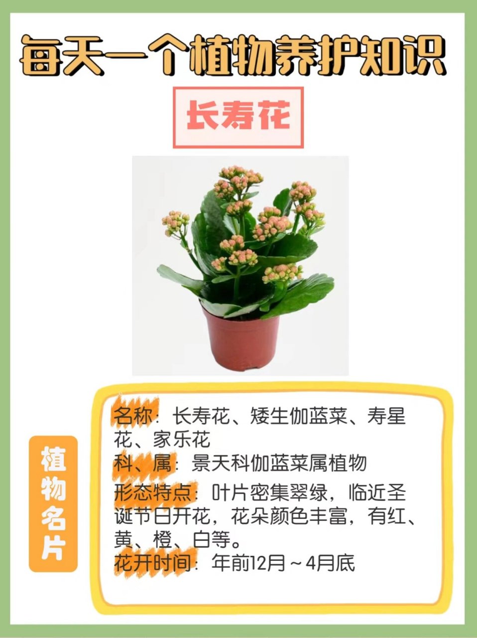 长寿花寓意健康,长寿.