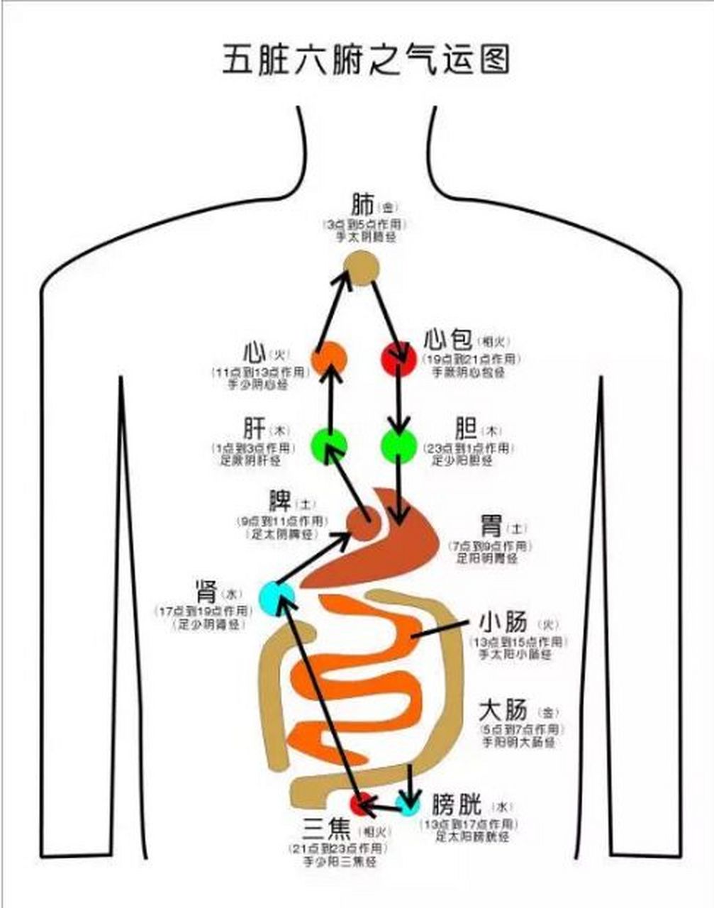 五脏六腑图肾脏位置图片