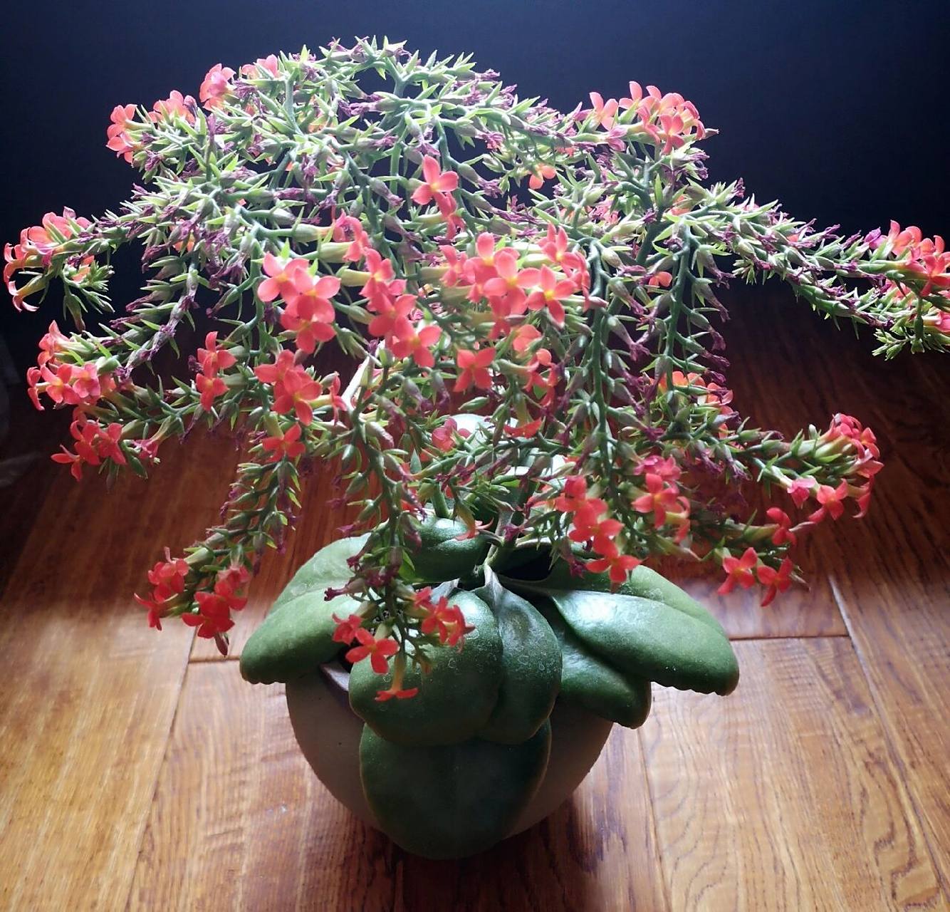 我养的凤尾长寿花,是不是很美