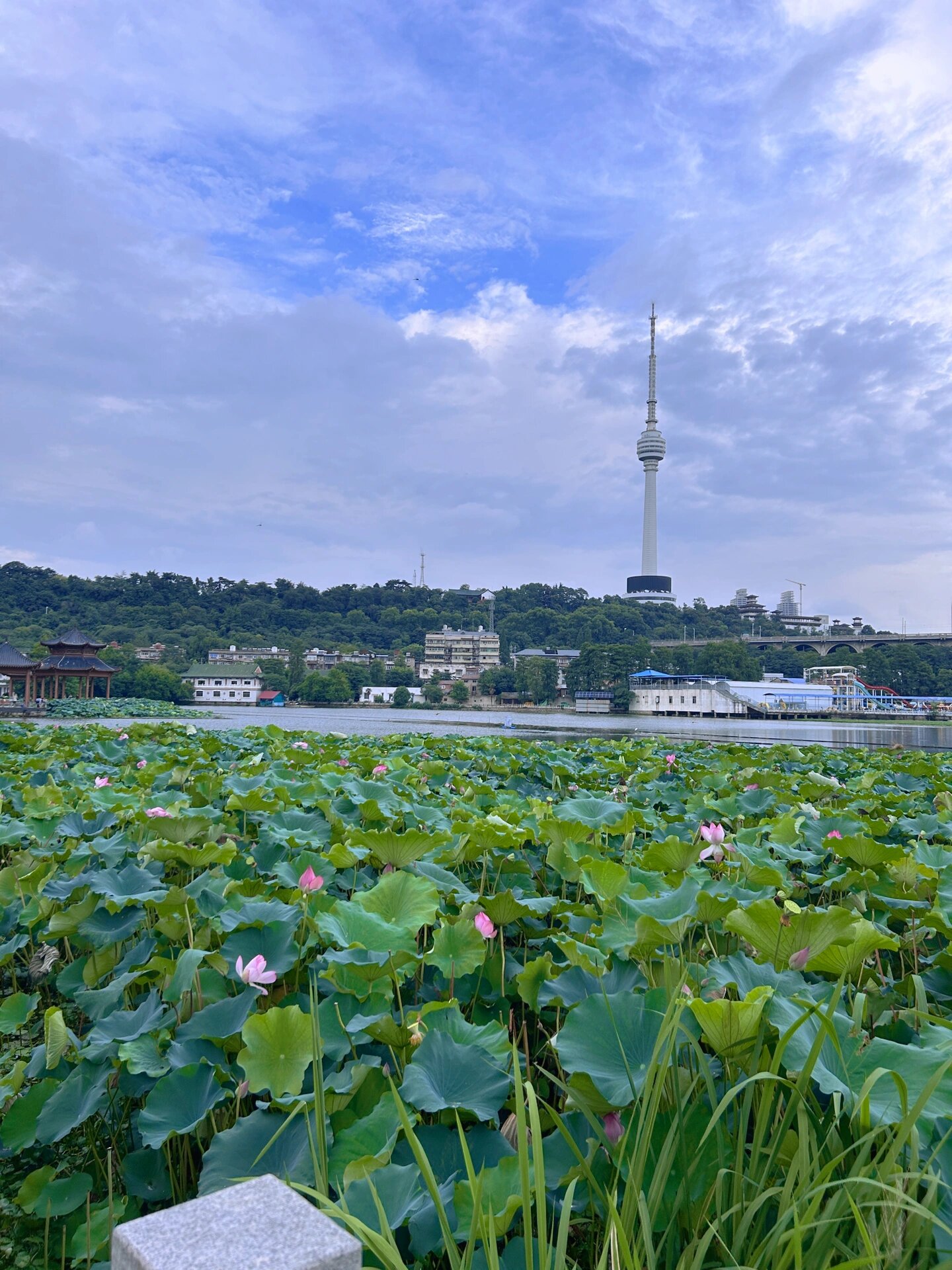 美丽的莲花湖公园图片