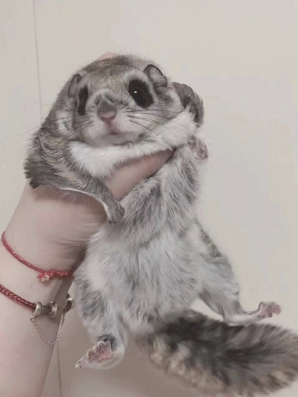 大眼飞鼠会暴毙?真的吗 注意!|上篇