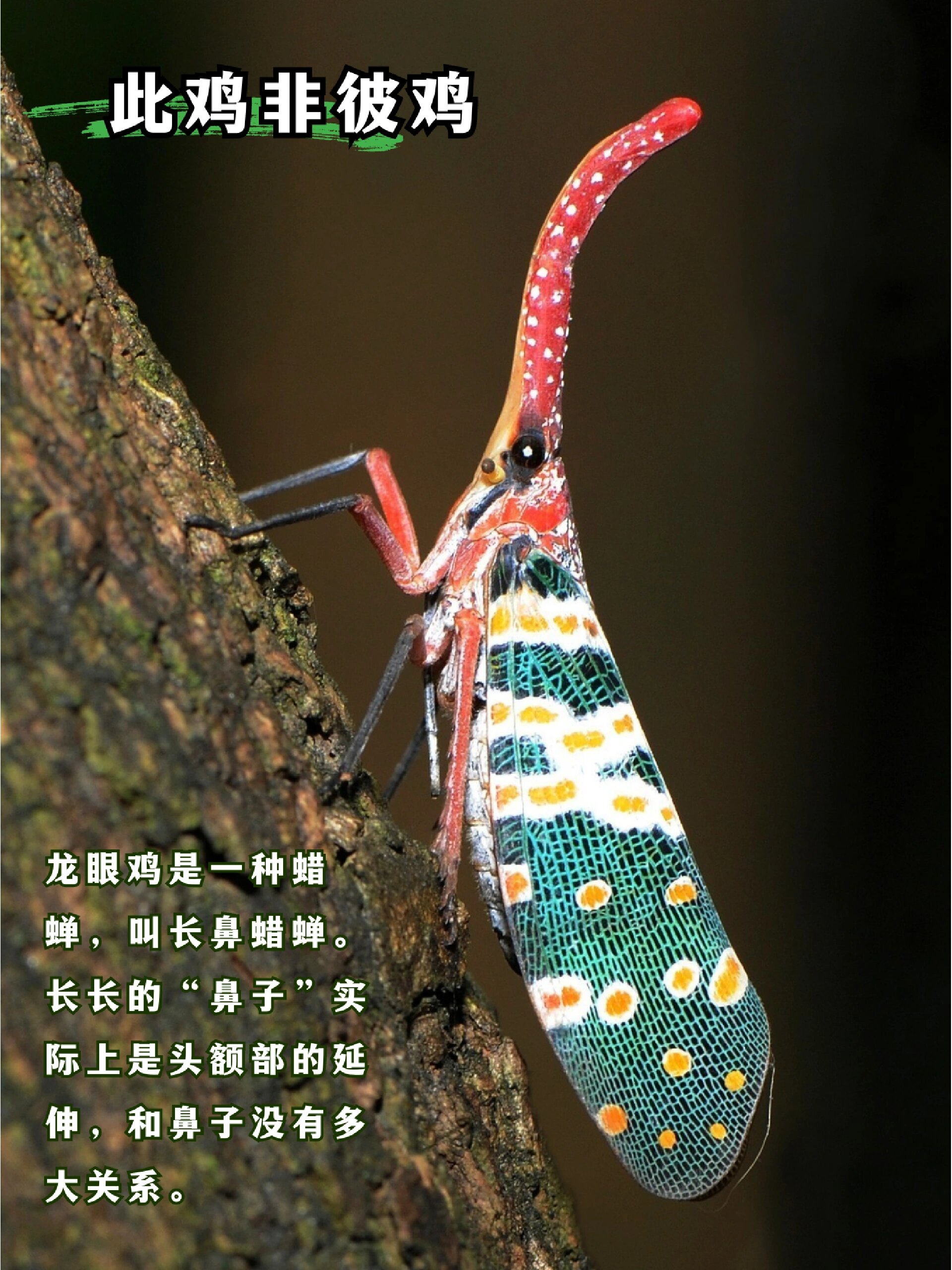 带娃认识100种昆虫|②龙眼鸡 龙眼相信大家都见过,那龙眼鸡你见过吗?